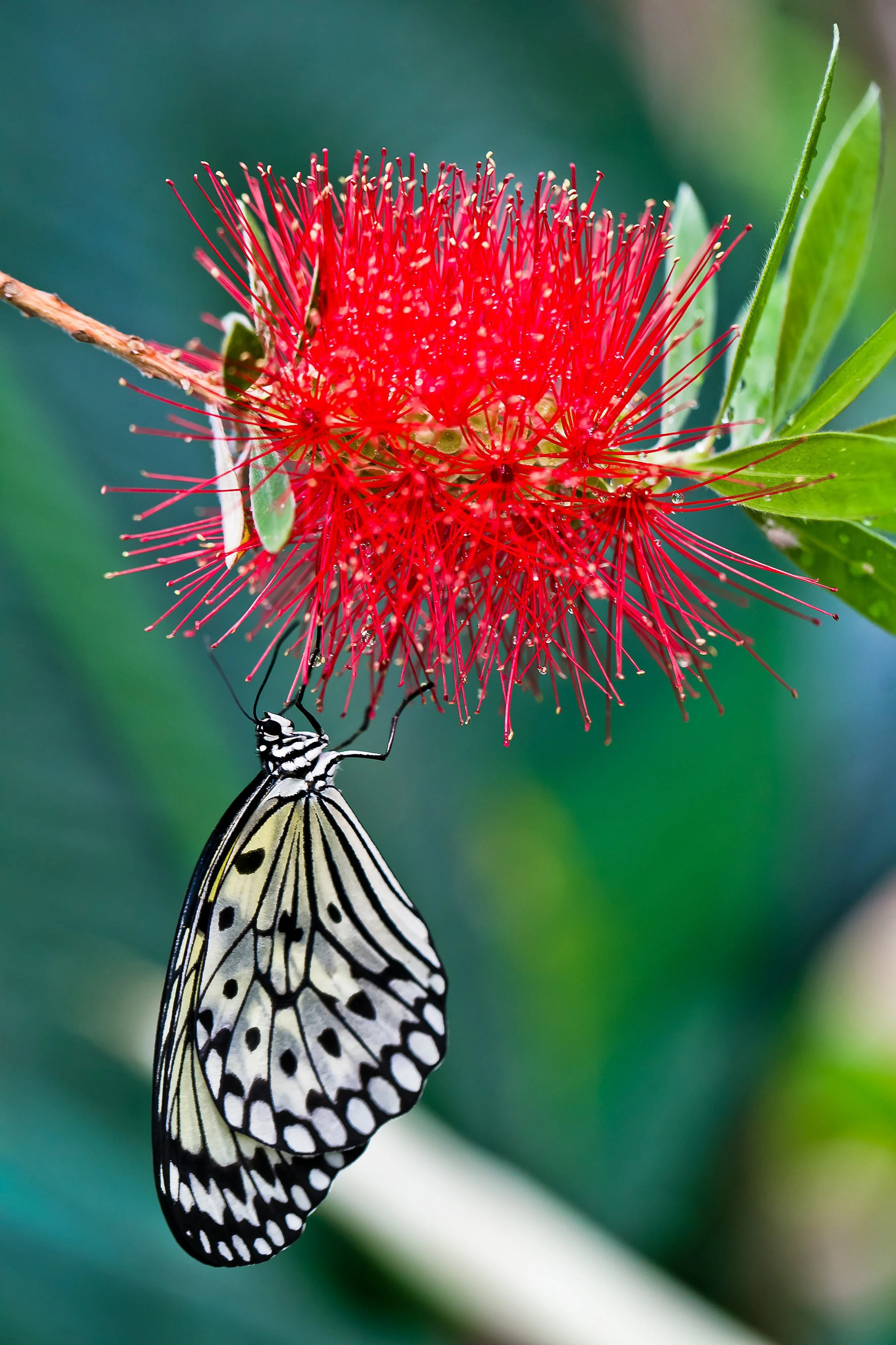 macro photography butterfly hanging upside down