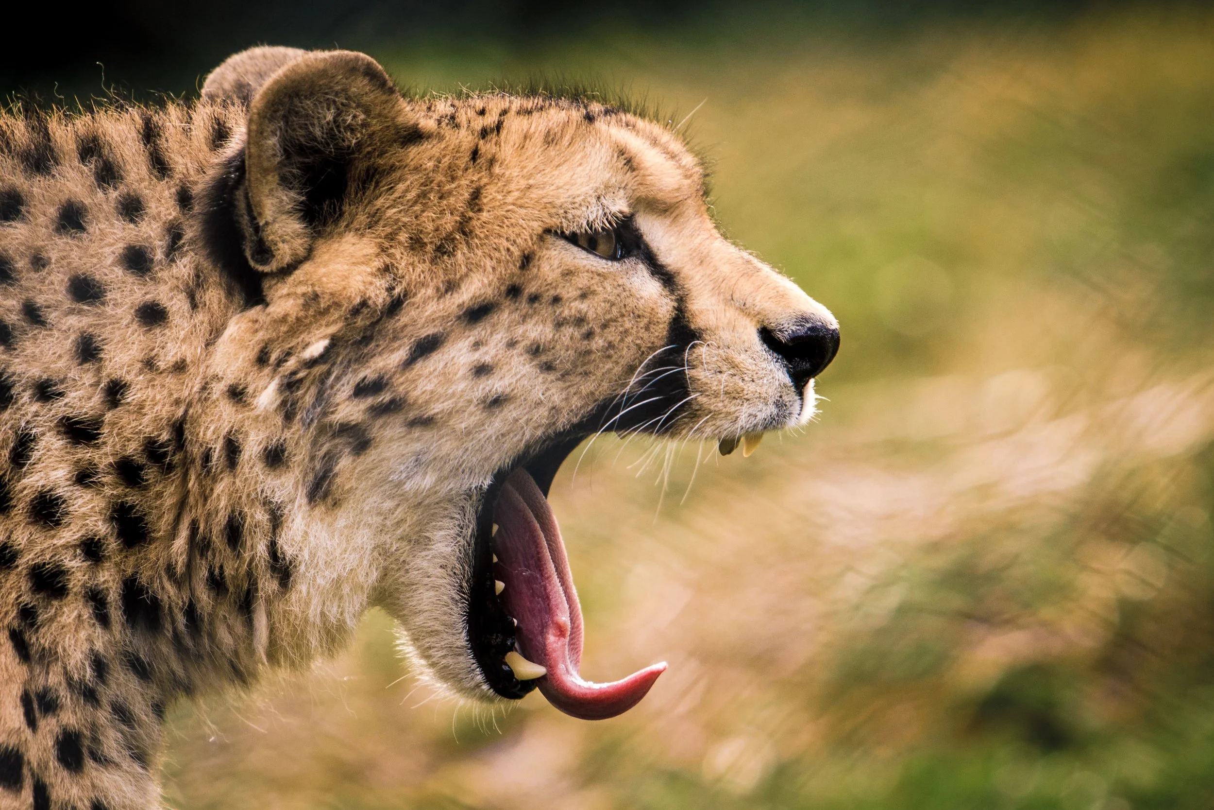cheetah yawns close up with tongue out and teeth at safari
