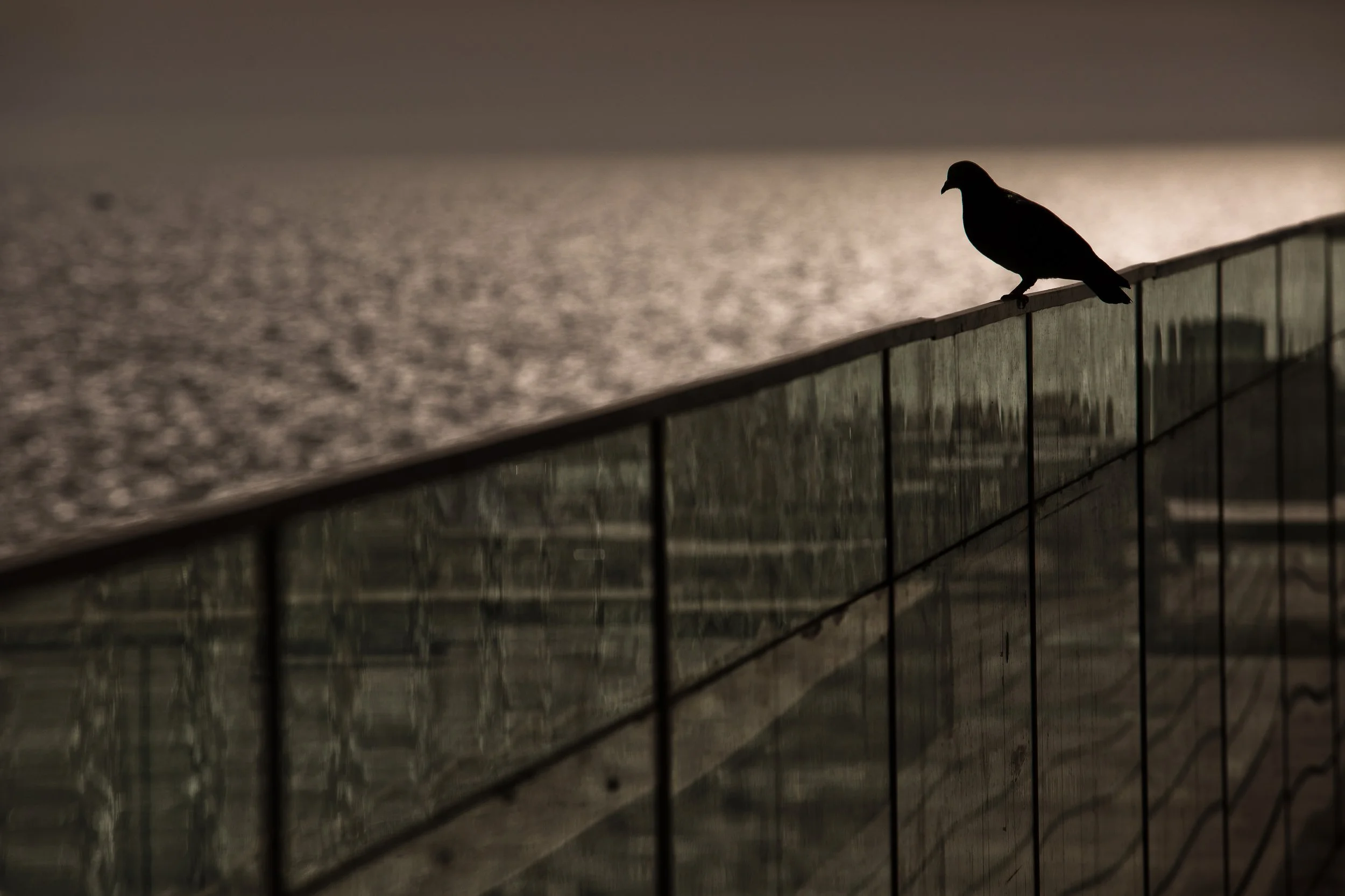 single bird silhouette portrait in sunset