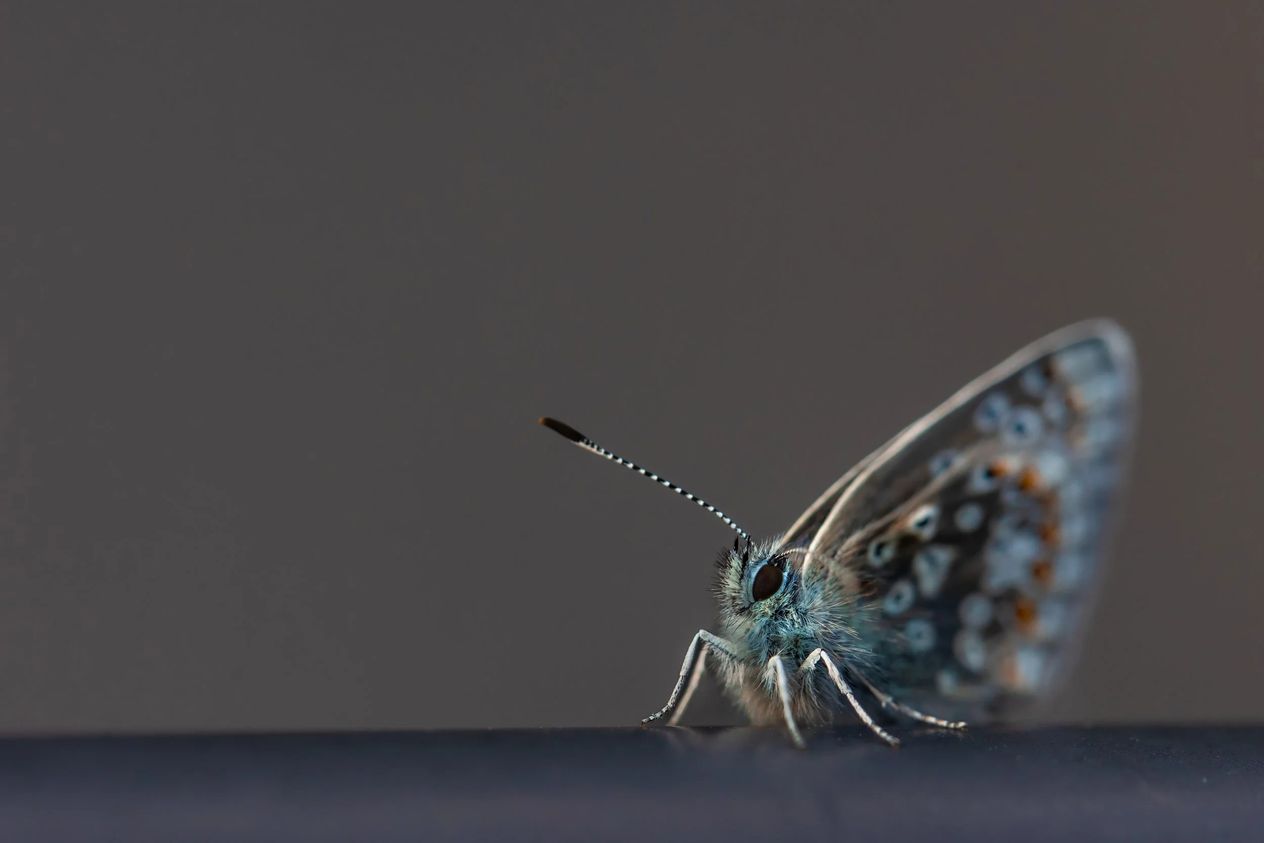 Blue butterfly portrait