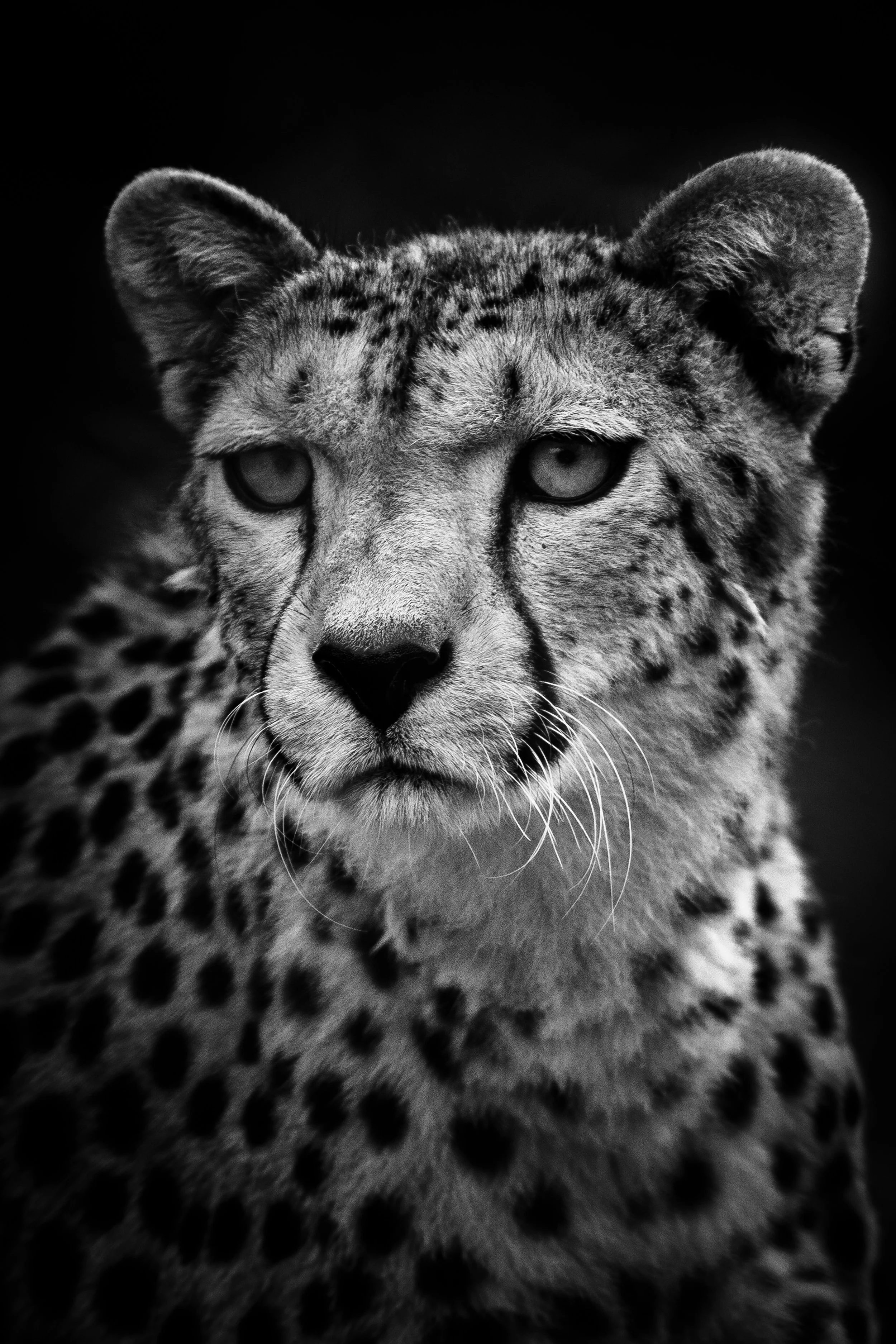striking black and white portrait of leopard with black background
