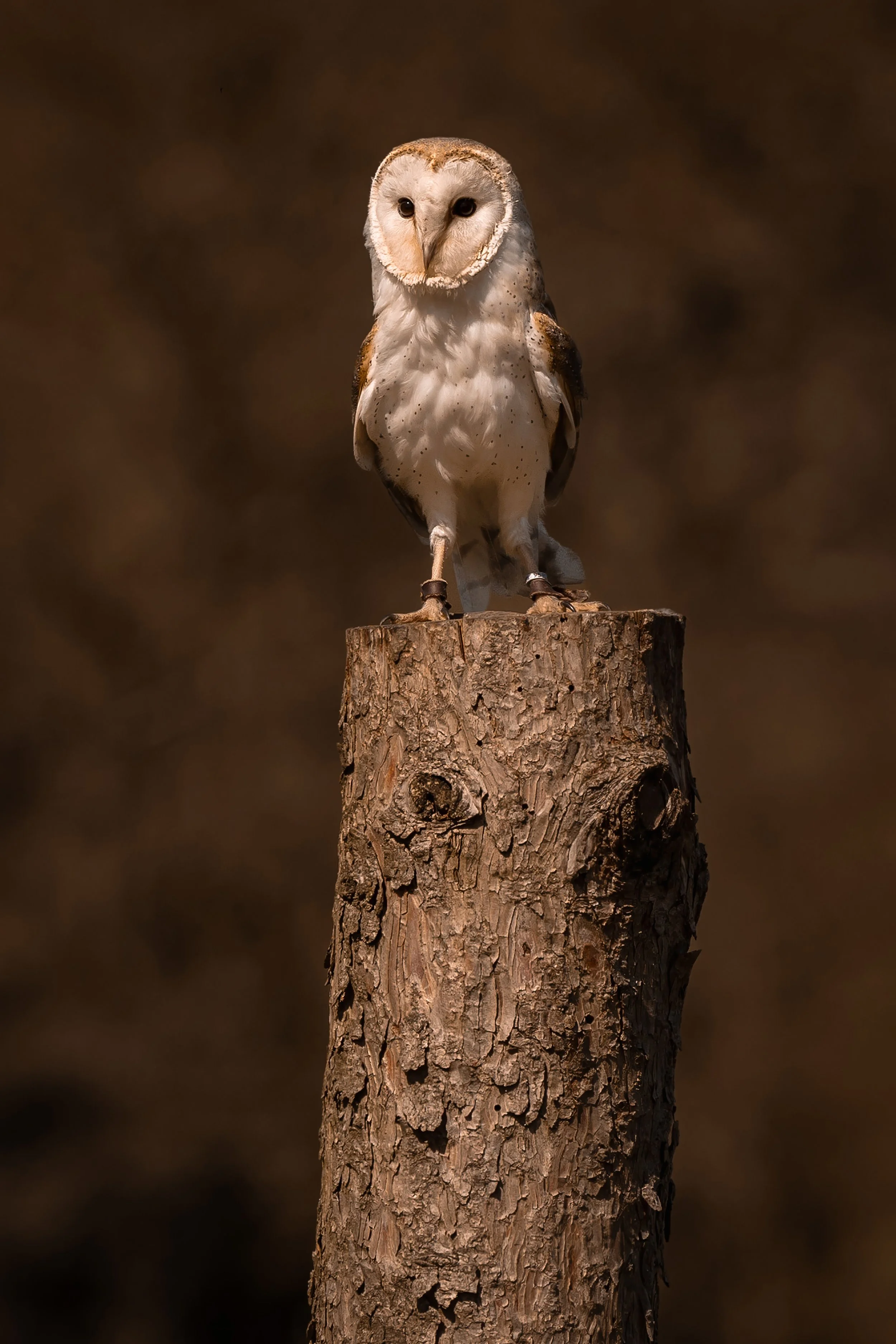 snowy owl sitting on tree stump at chester zoo
