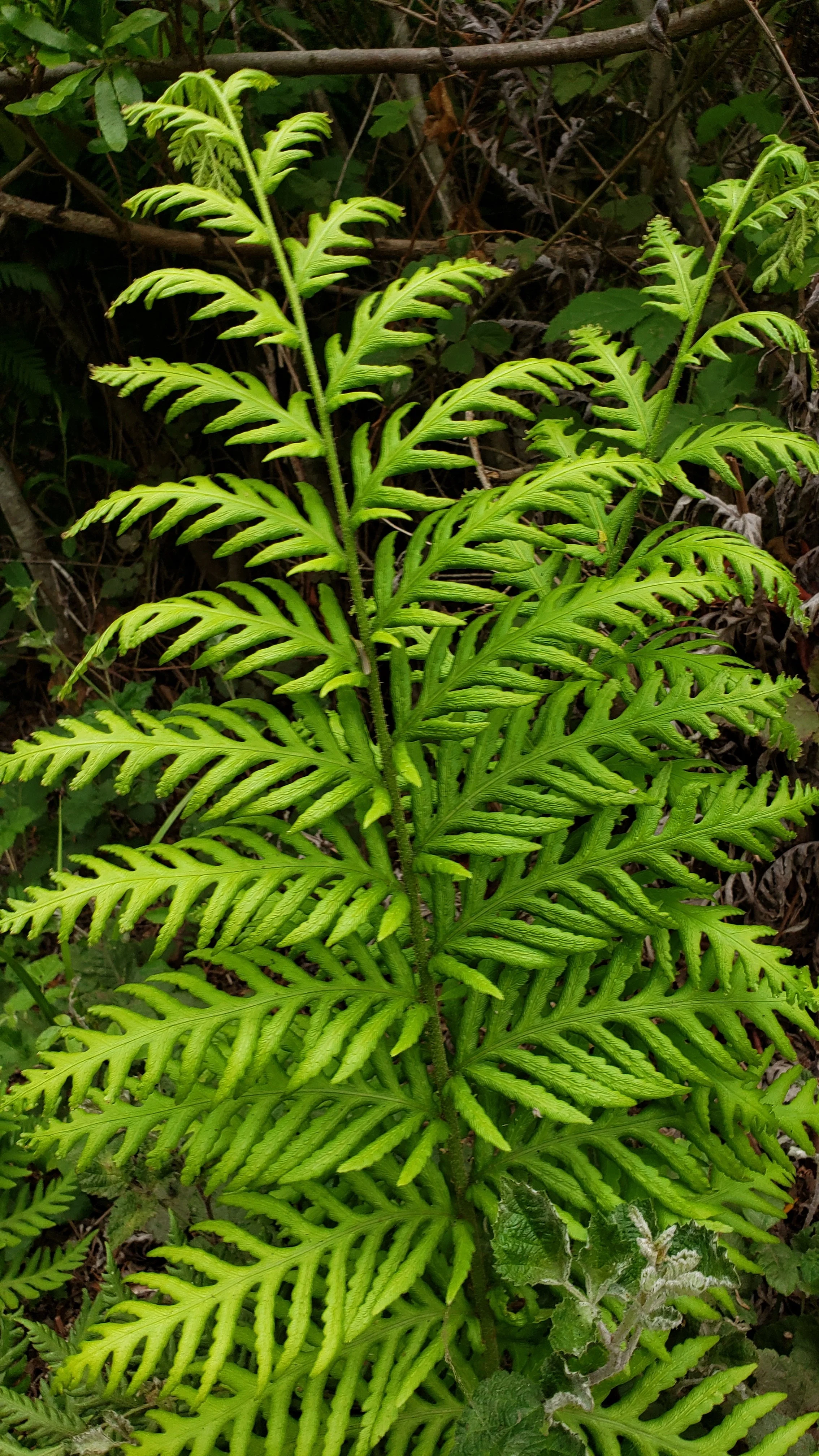 Green fern plant with multiple fronds in a garden setting.