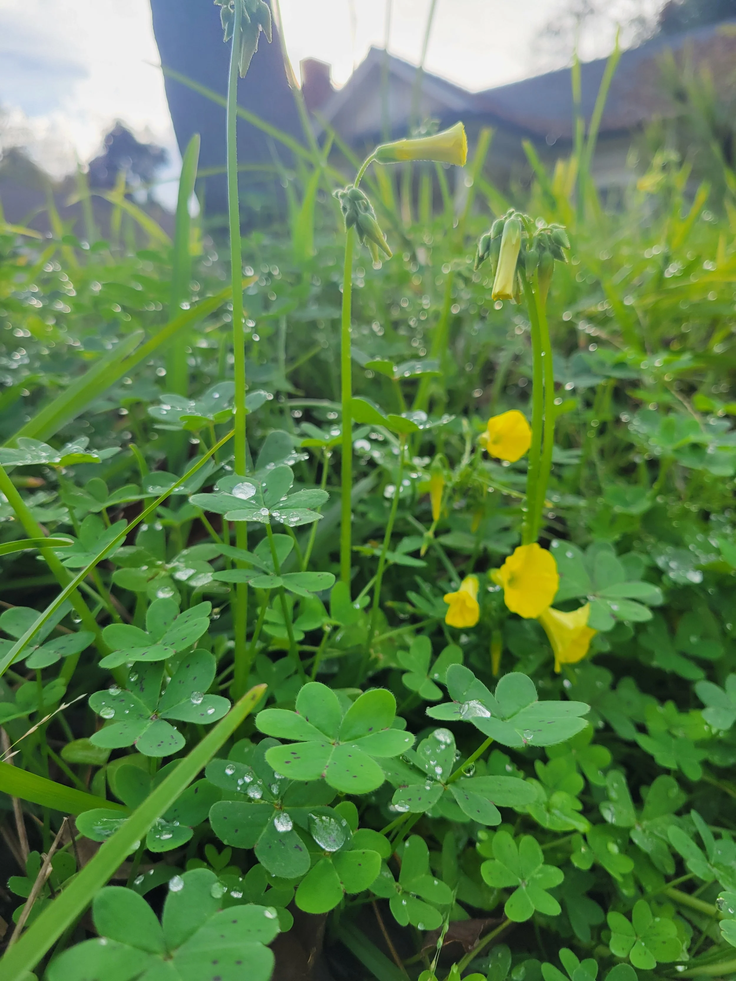 Close-up of green clover leaves and yellow flowers with water droplets, grass, and a house in the background.