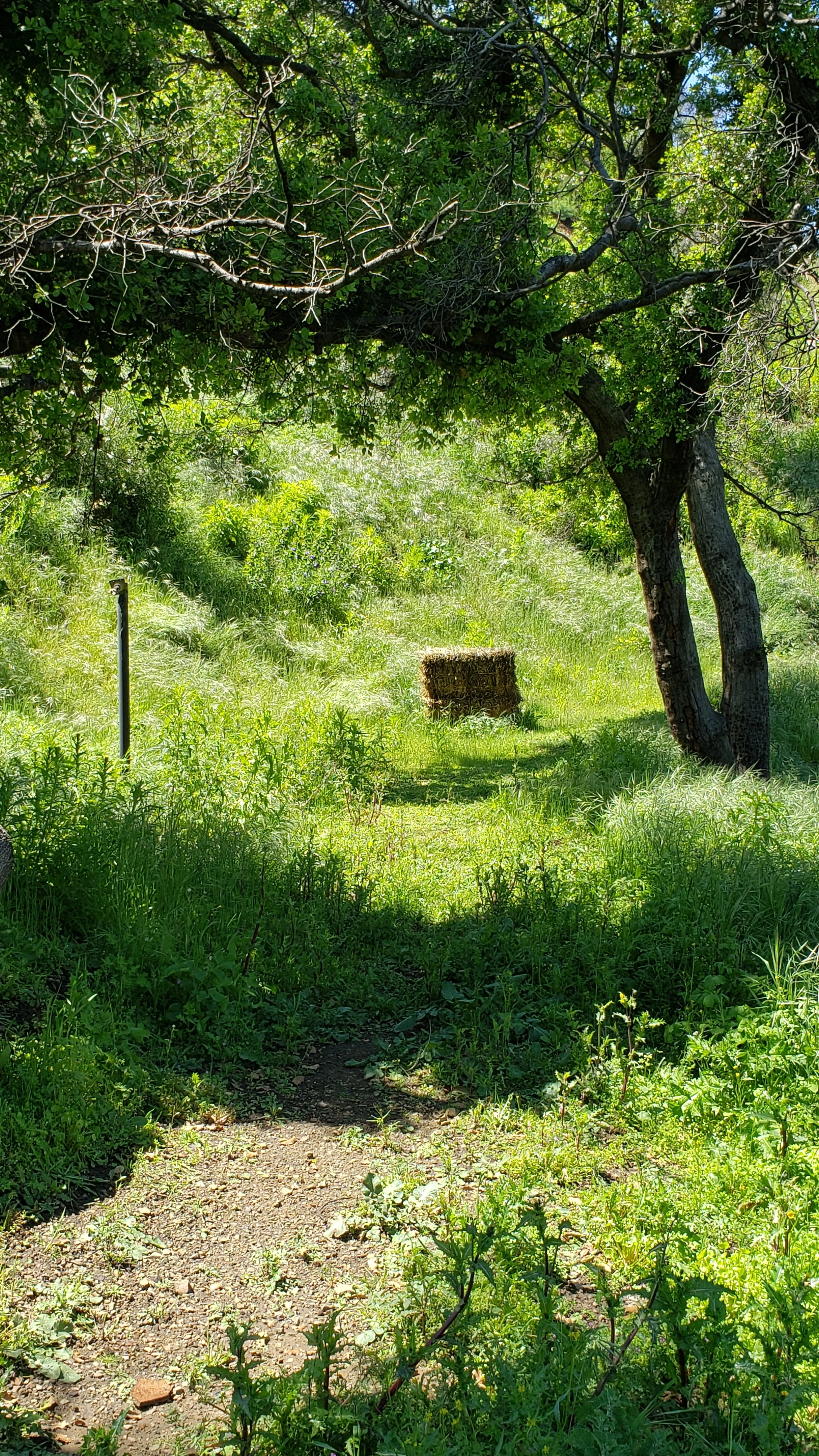 A green outdoor scene with a large tree casting shade over a grassy area, with a hay bale and a metal pole in the background.