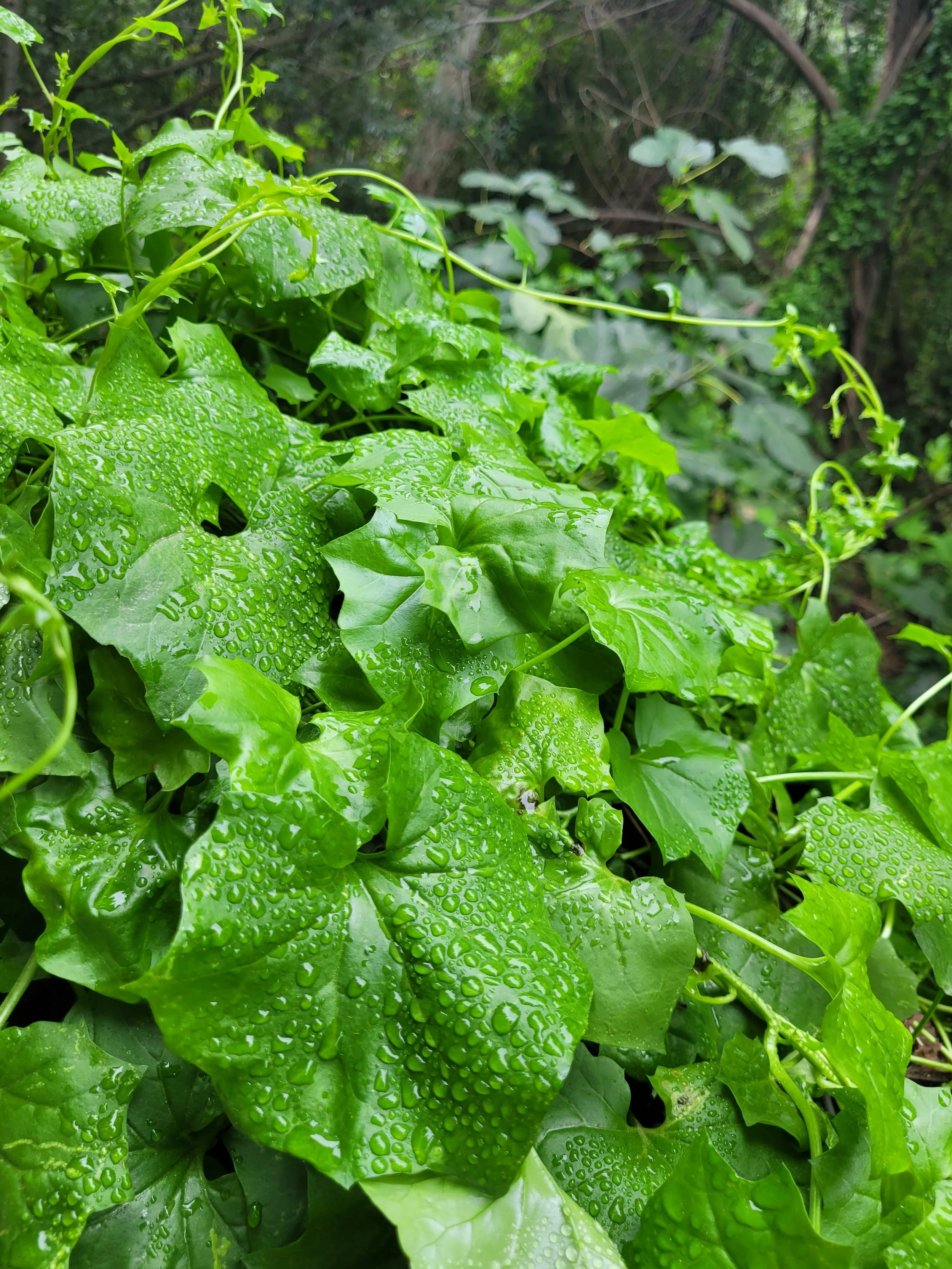 Close-up of lush green ivy leaves covered in water droplets, set against a background of blurred trees and foliage.