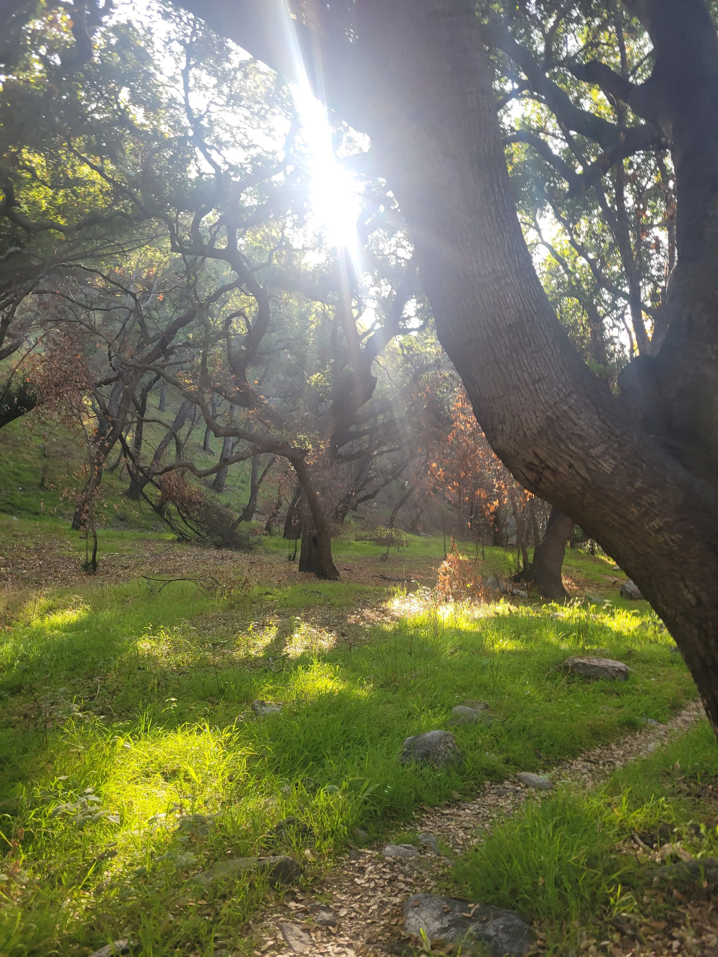 Sunlight filtering through trees in a green forest with a narrow dirt path and rocks.