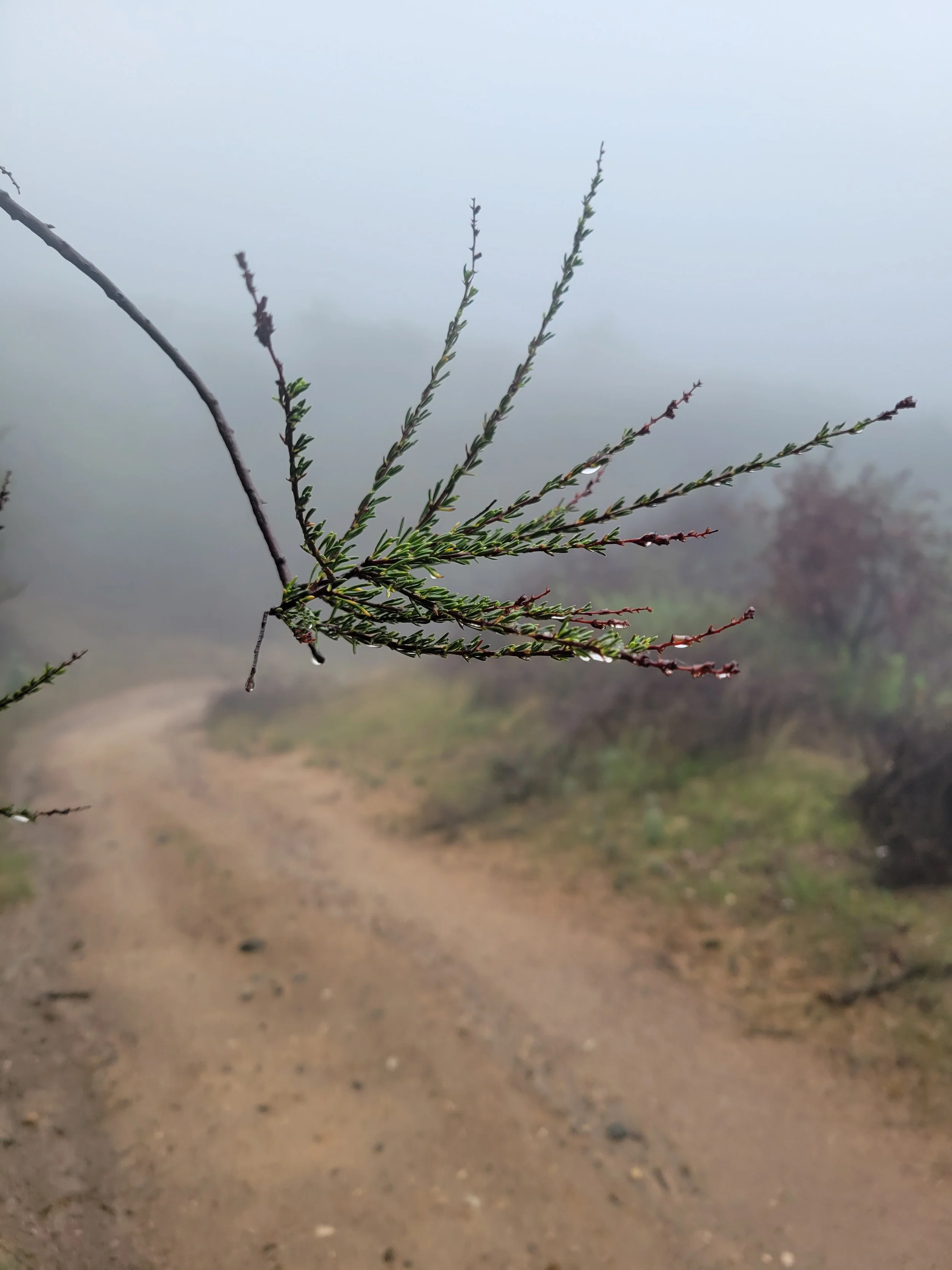 Close-up of a small branch with tiny green leaves on a foggy outdoor path with blurred background.