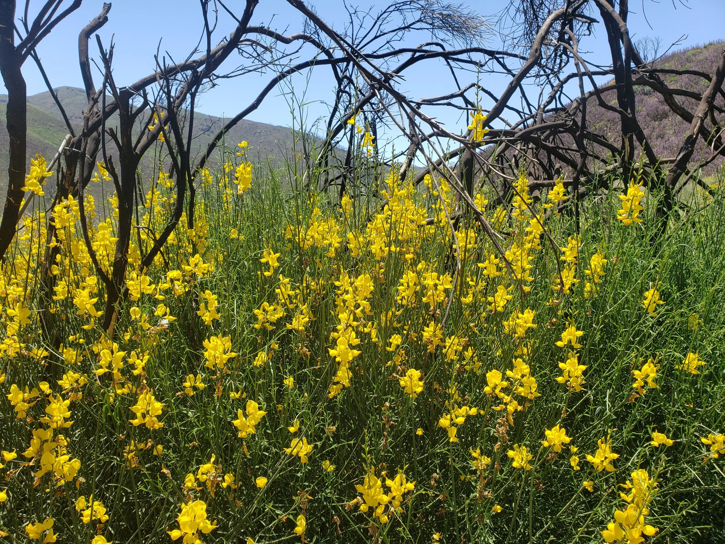 Yellow wildflowers in a field with burnt tree branches and hills in the background.