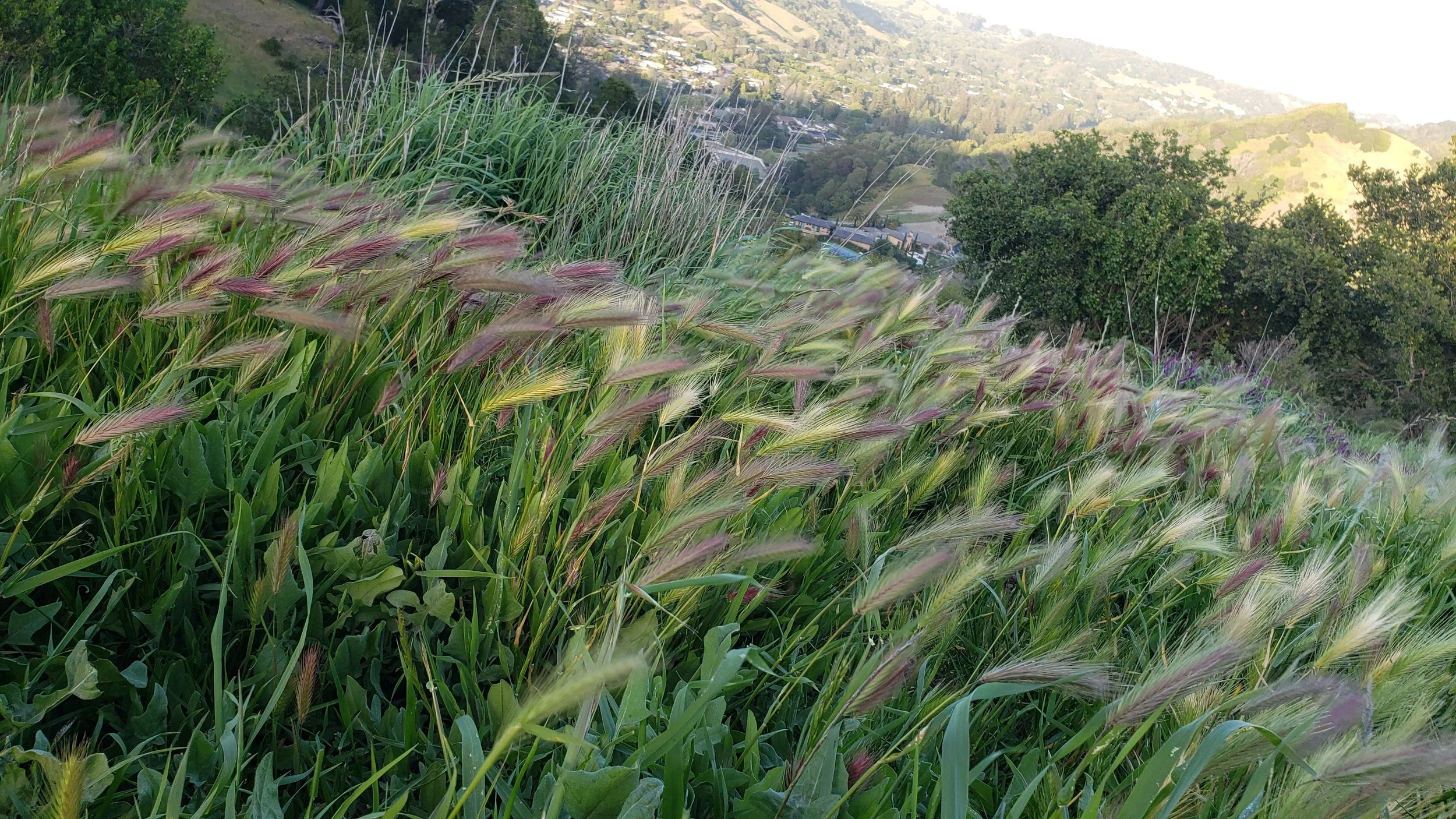 Foreground of tall grasses and plants on a hillside, with a mixture of green leaves and purple-tinted seed heads, overlooking a valley with houses and green hills in the background.