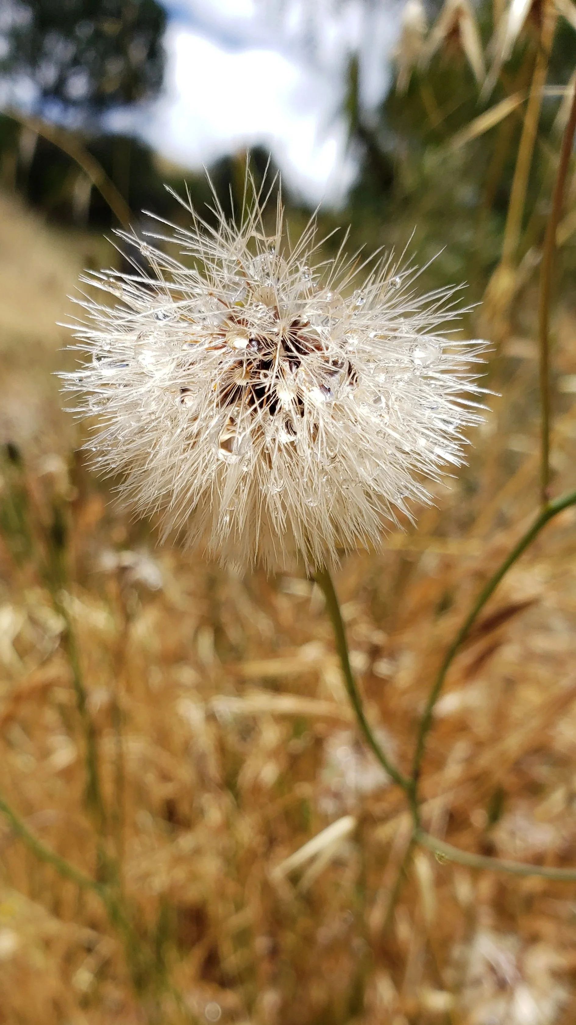 A close-up of a dandelion seed head with water droplets, set against a blurry background of grass and sky.