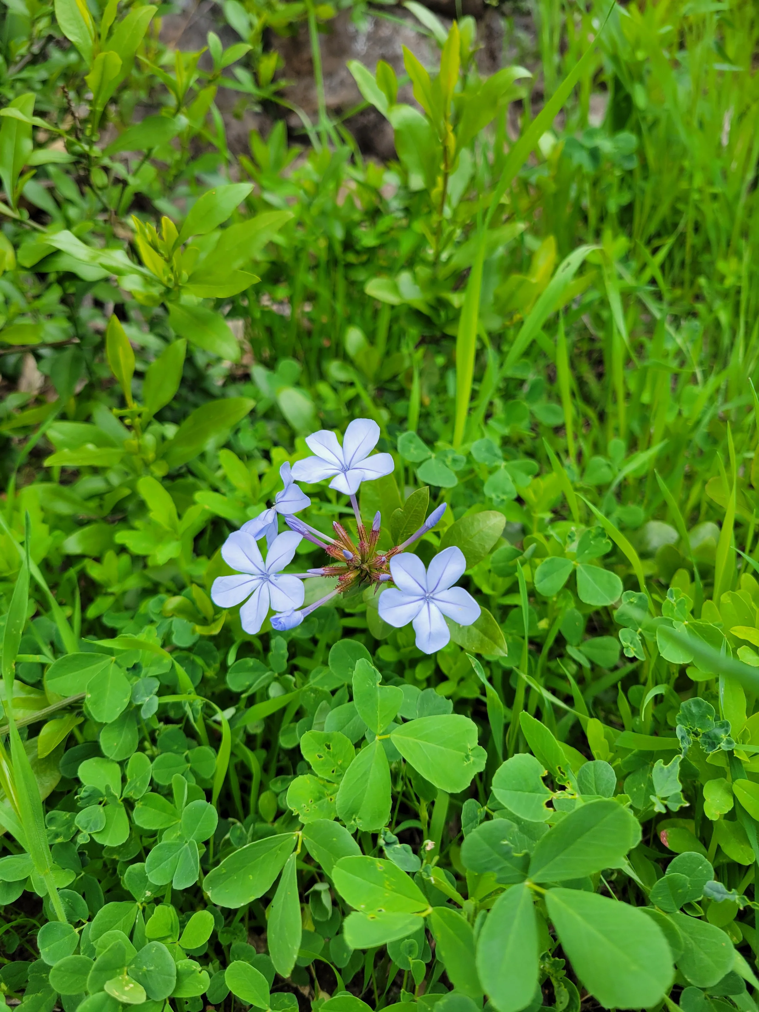 A close-up of green plants with a light purple flower in the foreground.