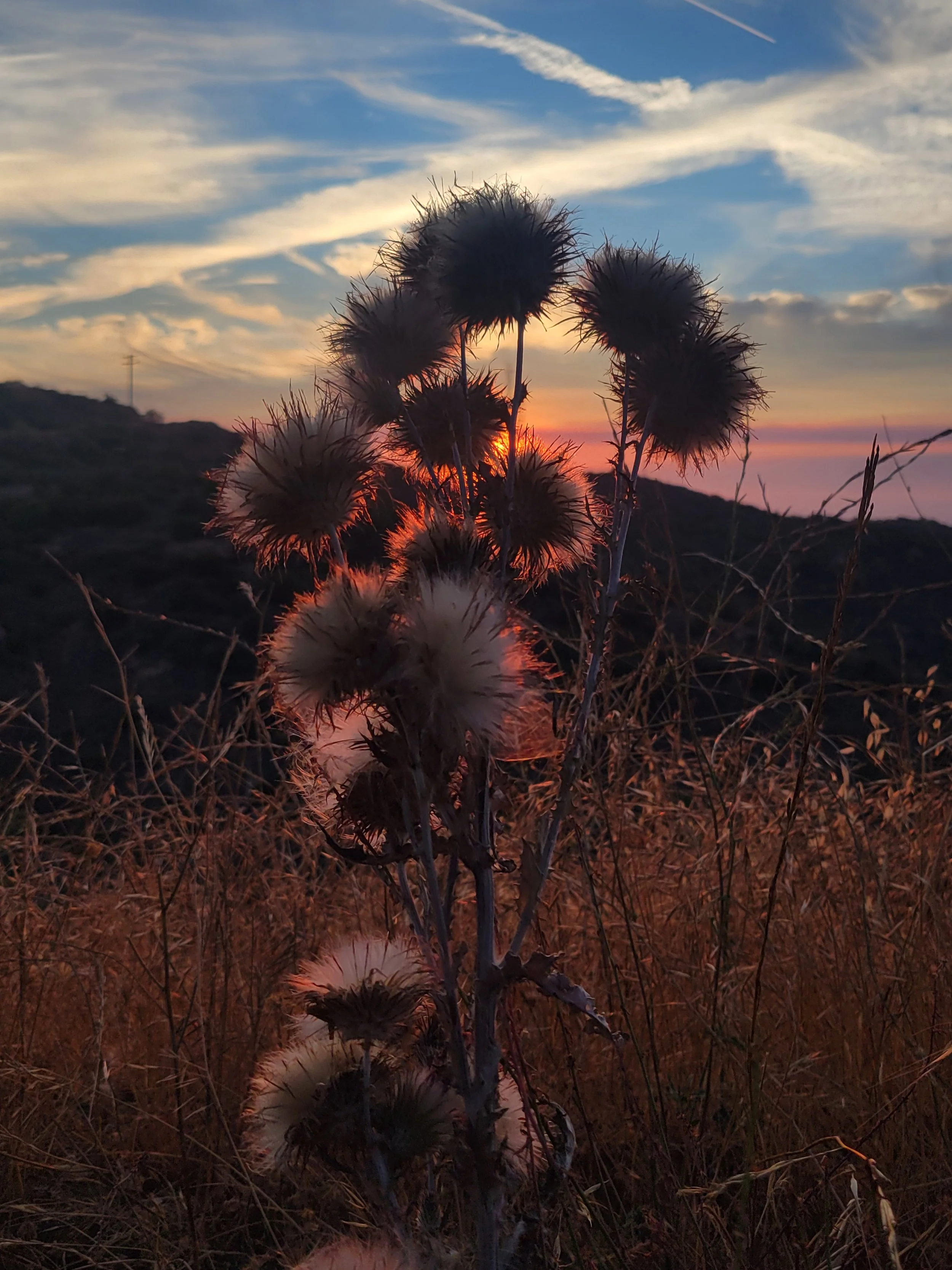 Dry wild grasses and thistle plants at sunset with a partly cloudy sky and the sun near the horizon.