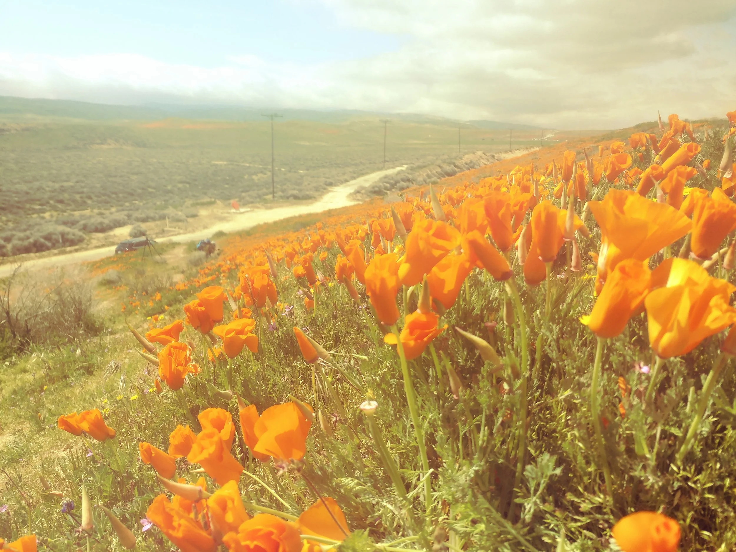 A vast field of orange poppies with a dirt road and rolling hills in the background under a partly cloudy sky.