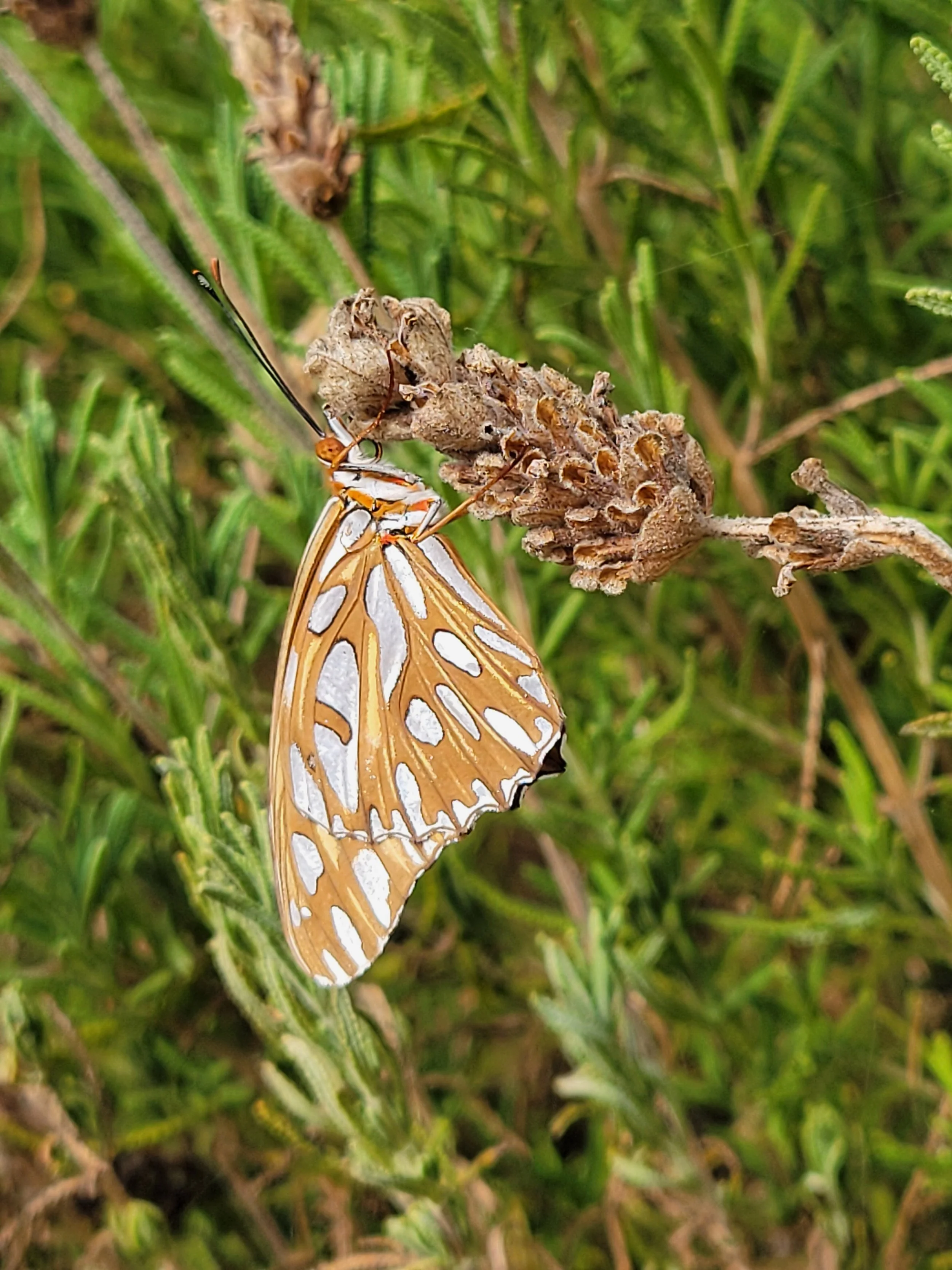 A butterfly with orange and white patterned wings emerging from a pupa on a green plant.