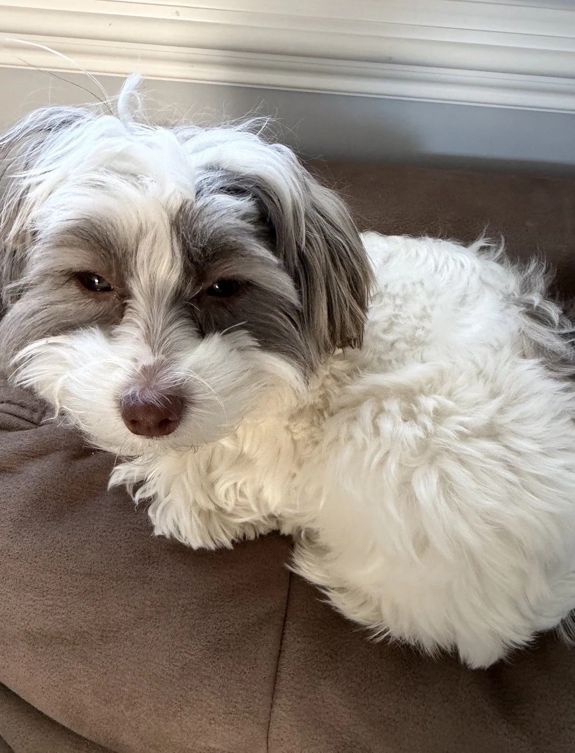 🐾Daisy🐾