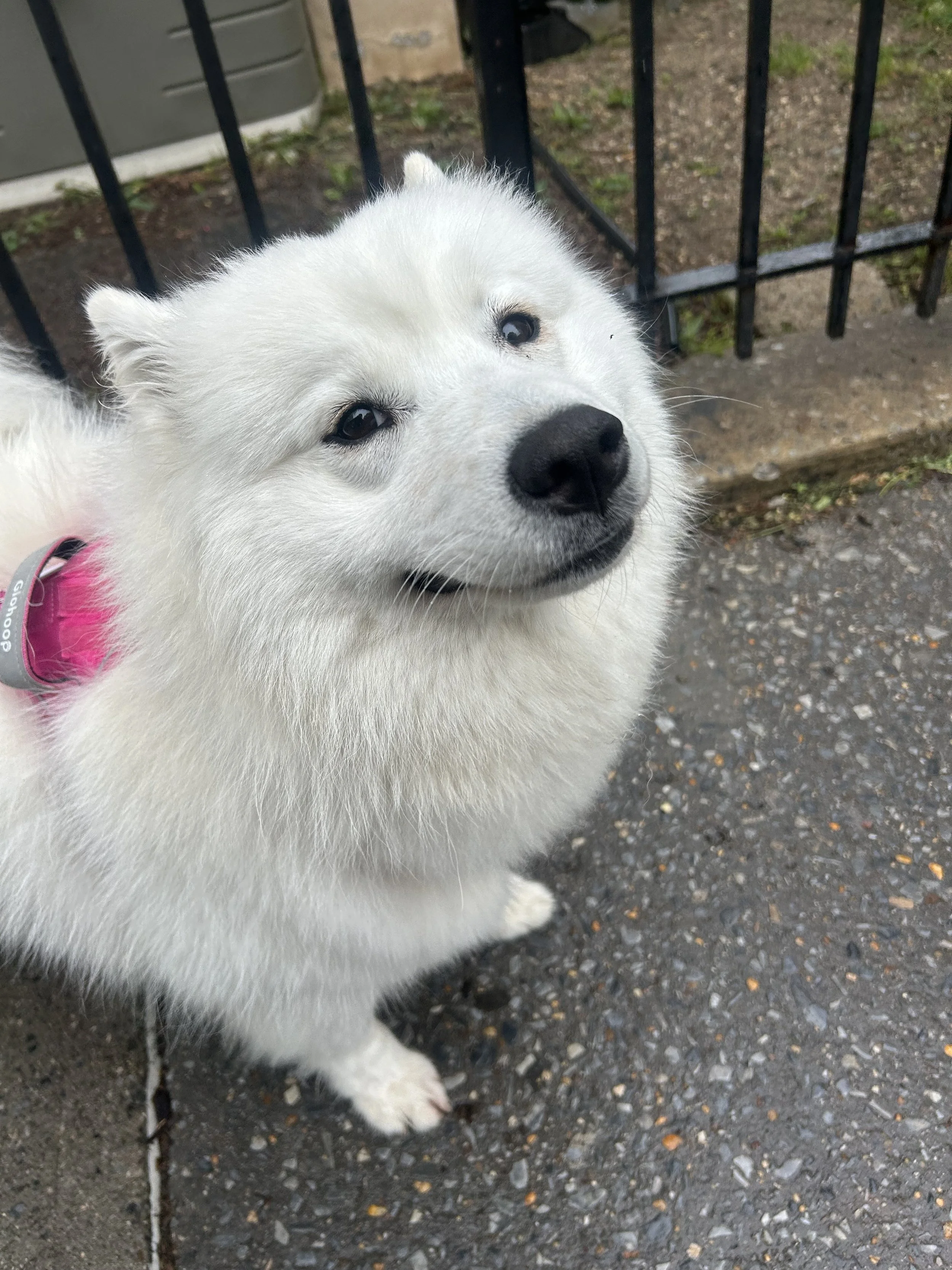 🐾Vera🐾