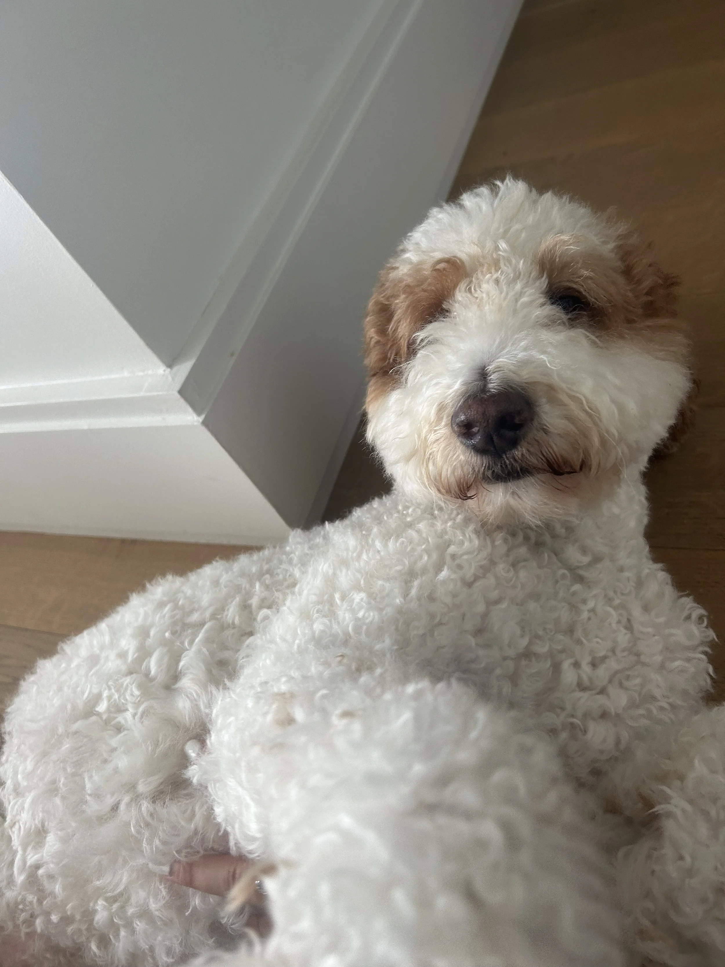🐾Theo🐾