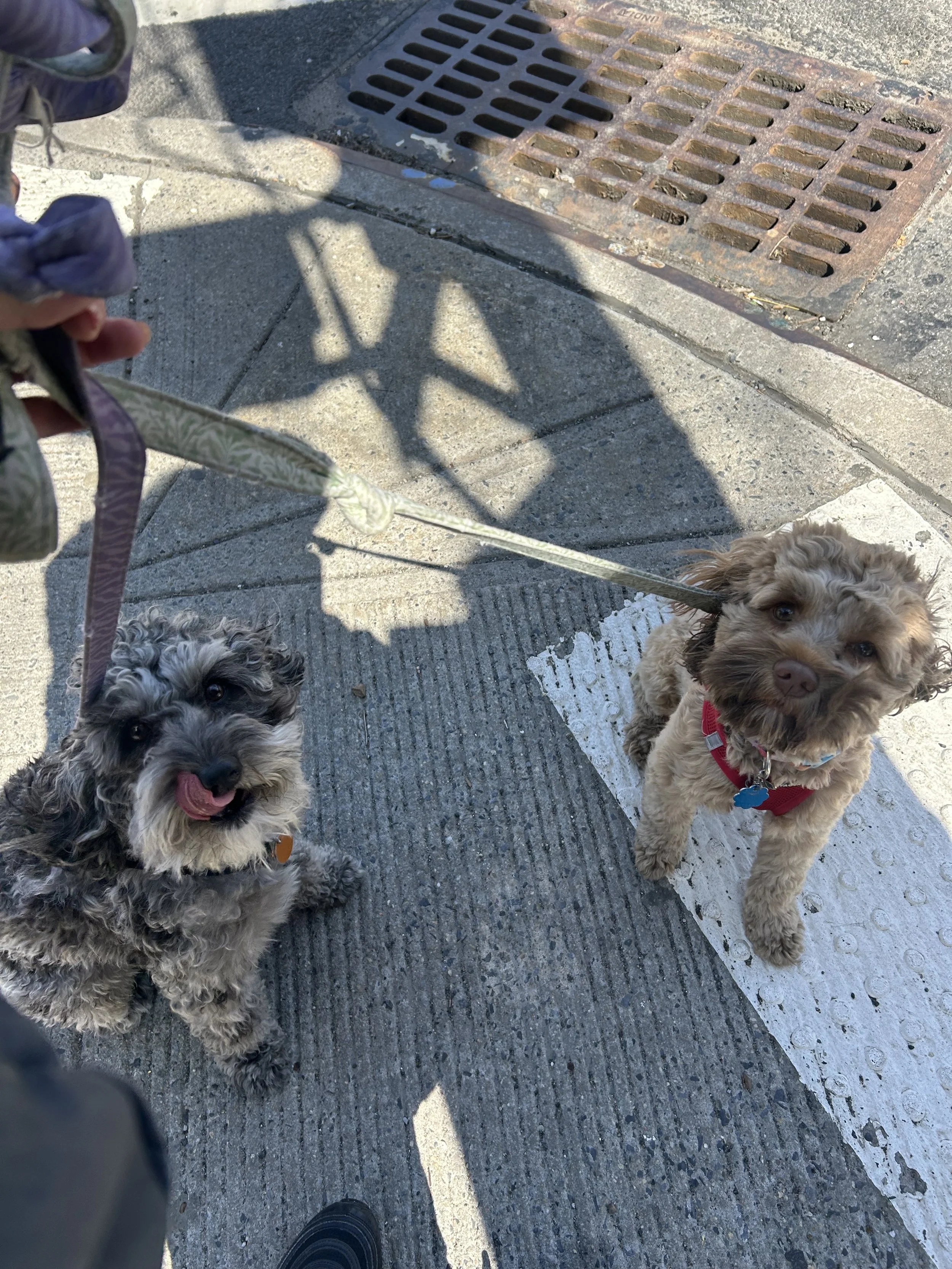 🐾Tinto & Arequipe🐾