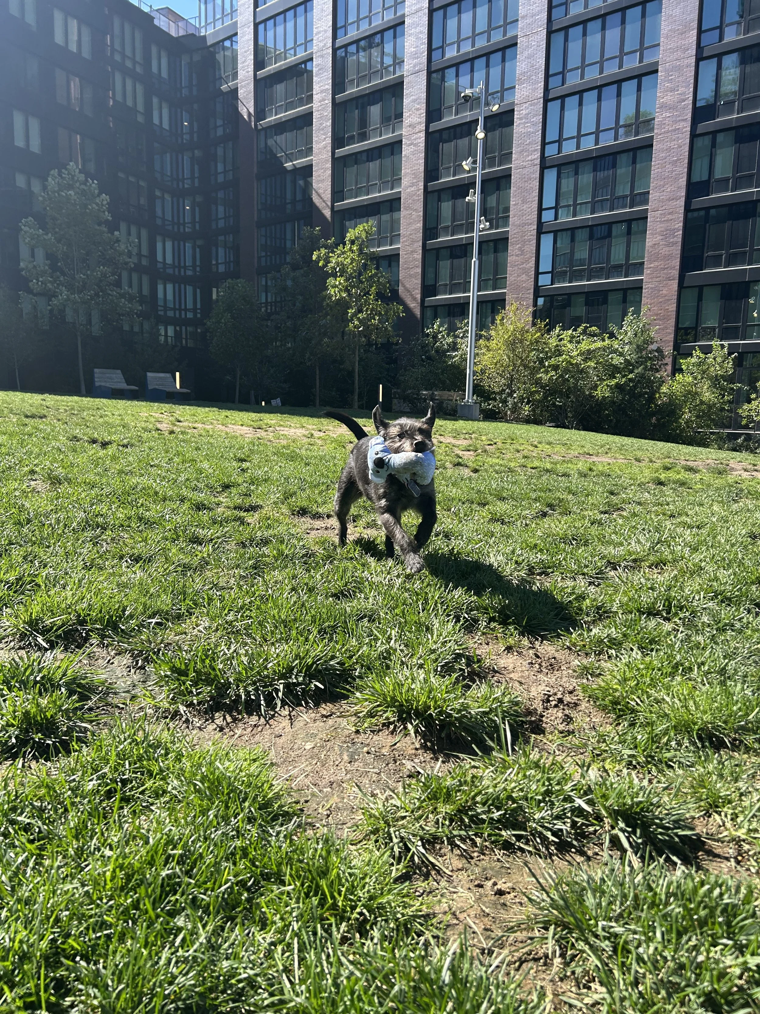 Dog walking in Park slope Brooklyn with Doggy Solutions