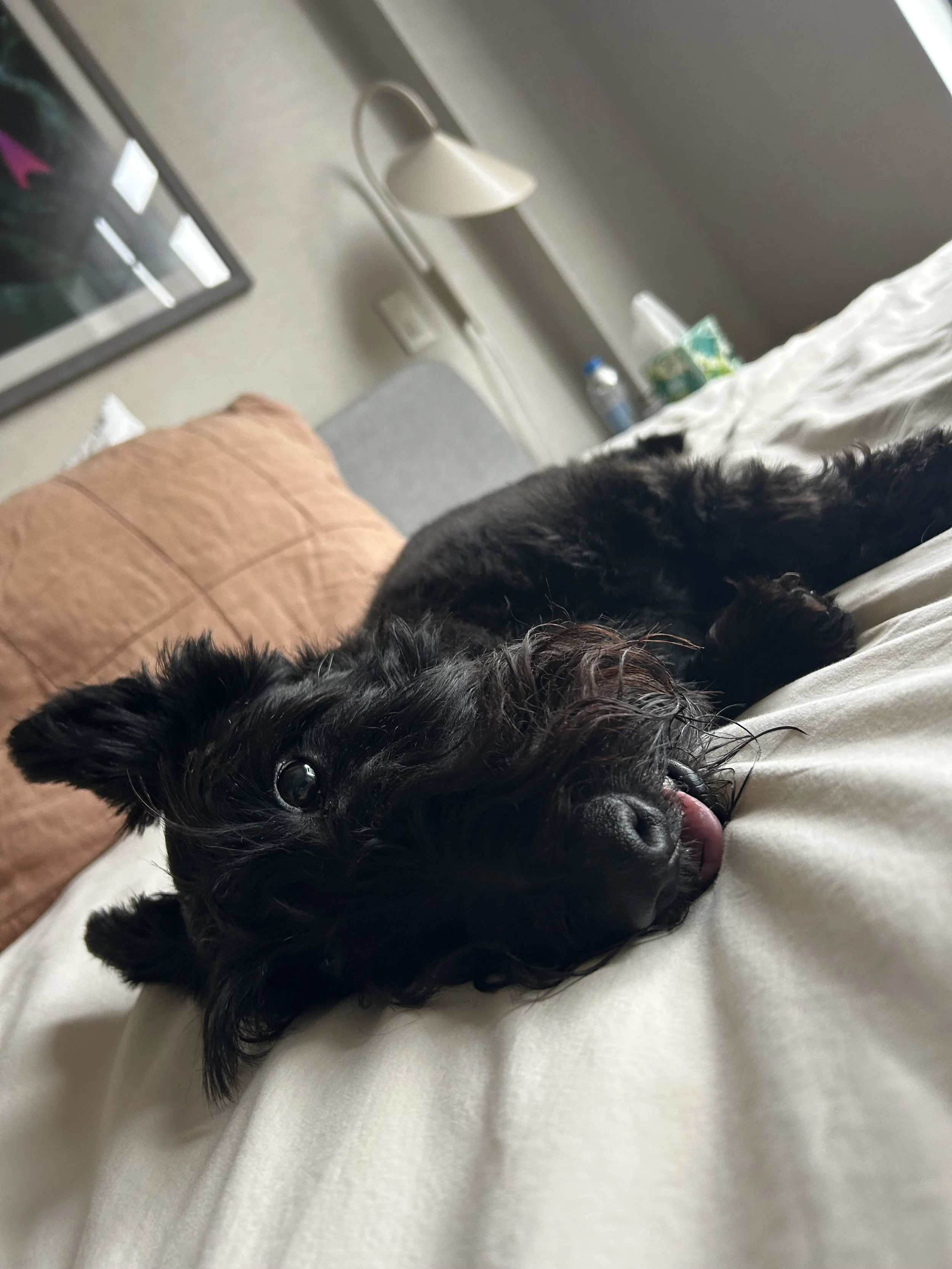 Pet sitting