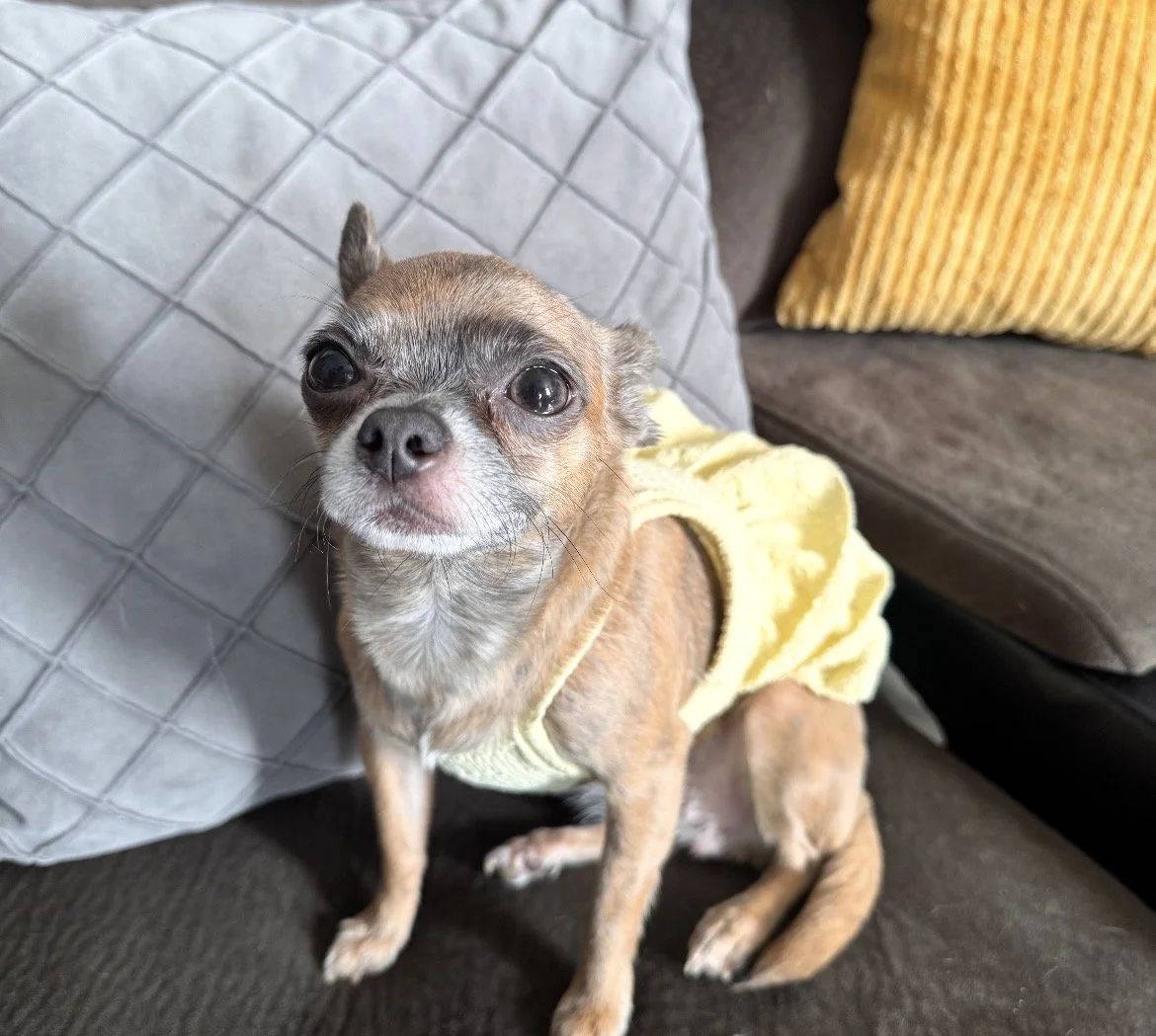 🐾Canela🐾