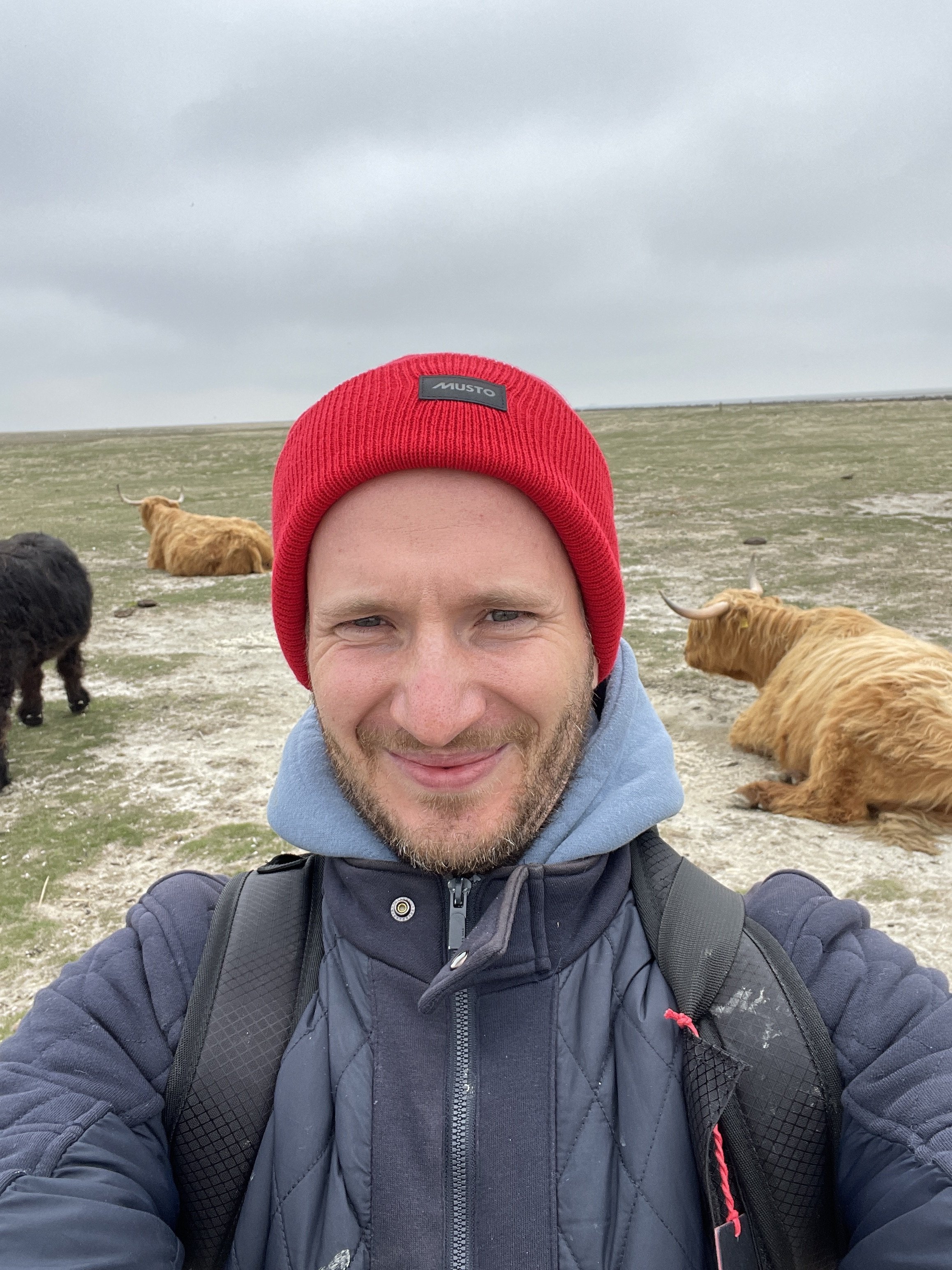 A man taking a selfie outdoors on a cloudy day. He is wearing a red beanie with a logo, a black jacket, and a backpack. In the background, there are three Highland cattle with long horns grazing in an open, grassy landscape.
