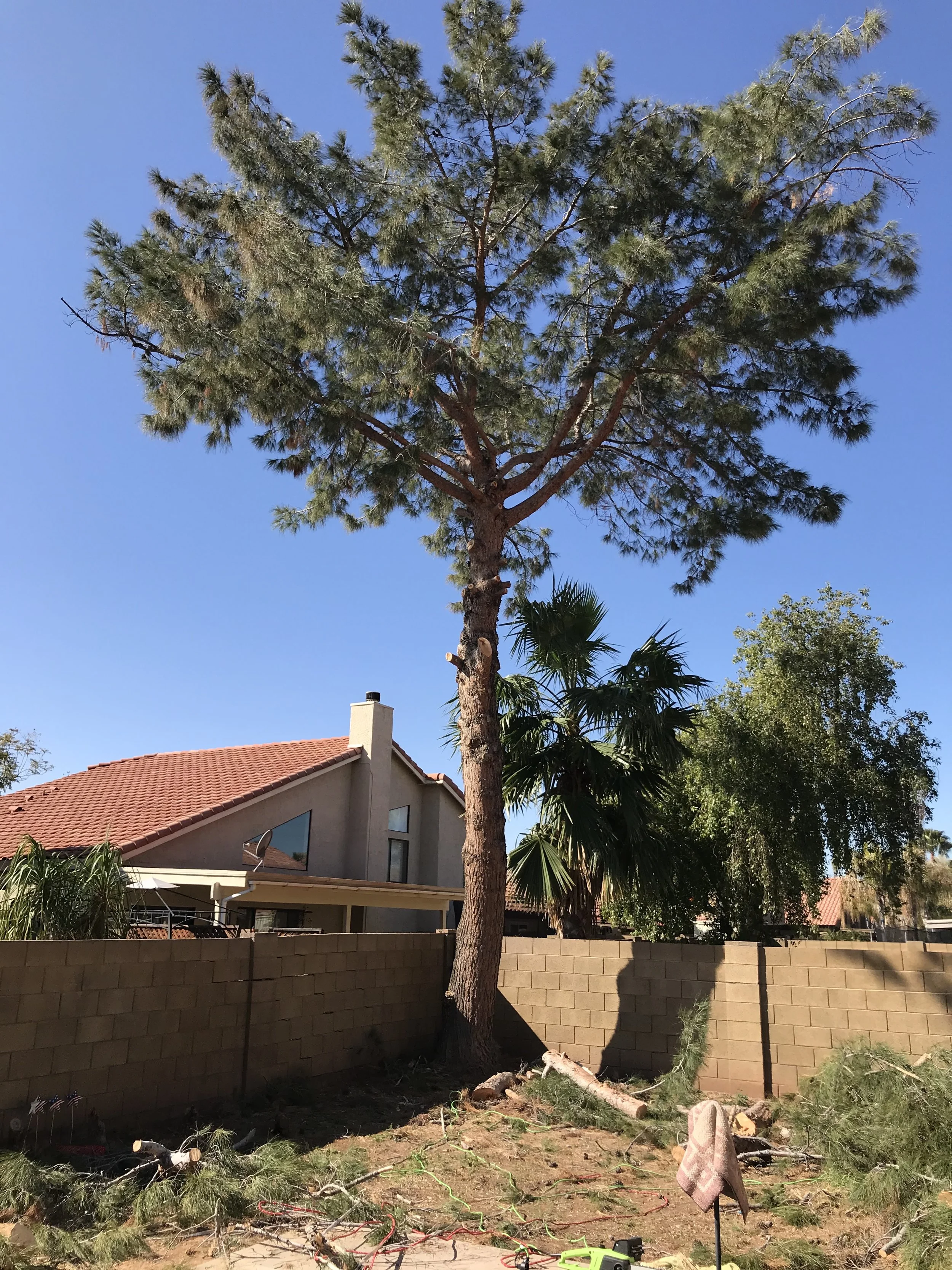 Tree Removal