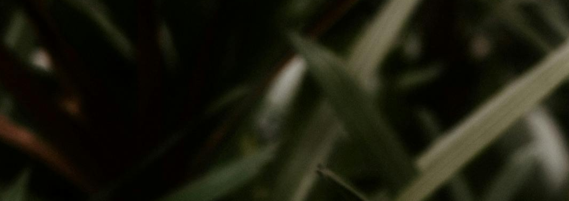 Blurred image of green plant leaves.