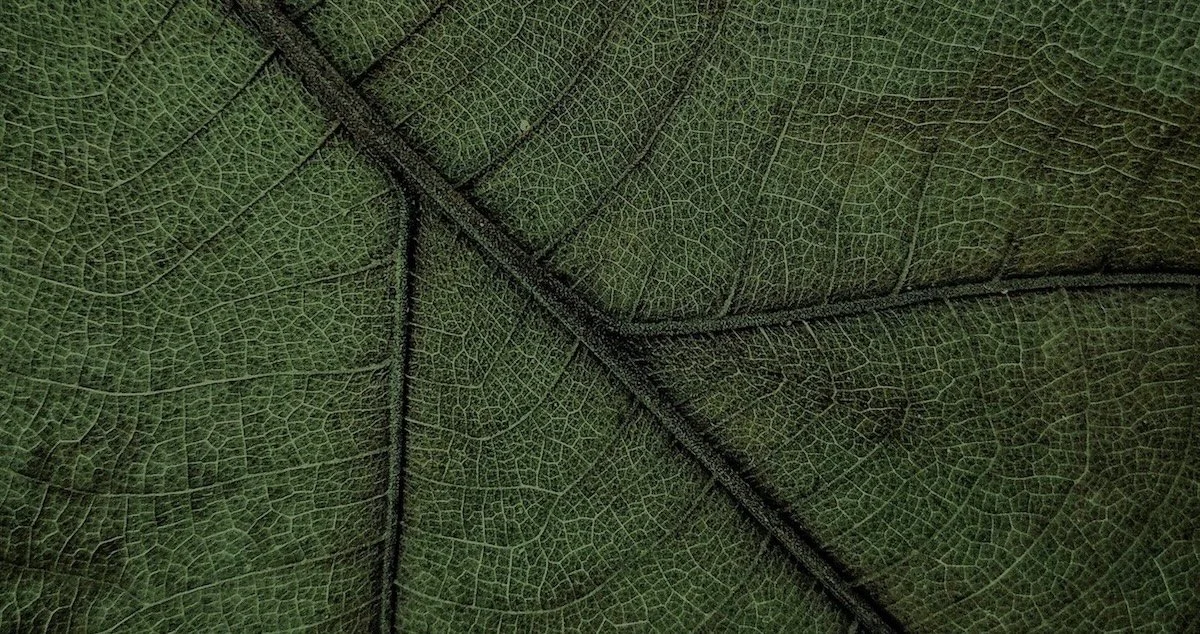 Close-up of green leaf showing intricate vein patterns.