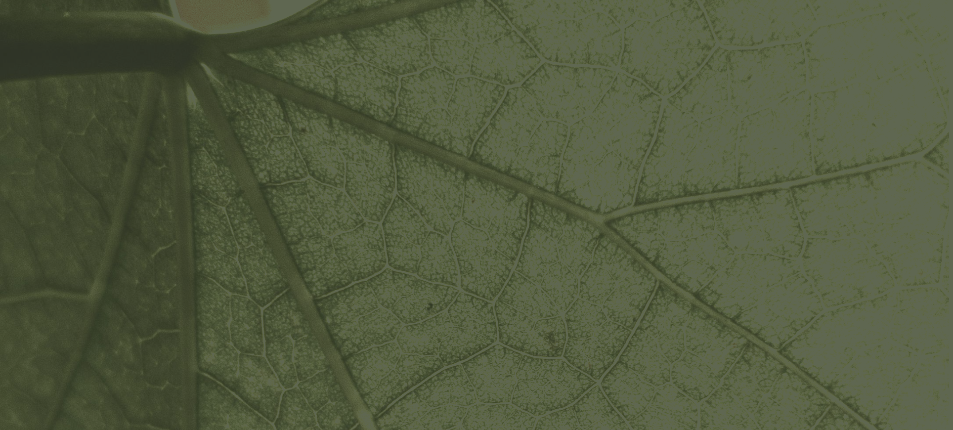 Close-up of a green leaf showing detailed veining pattern.