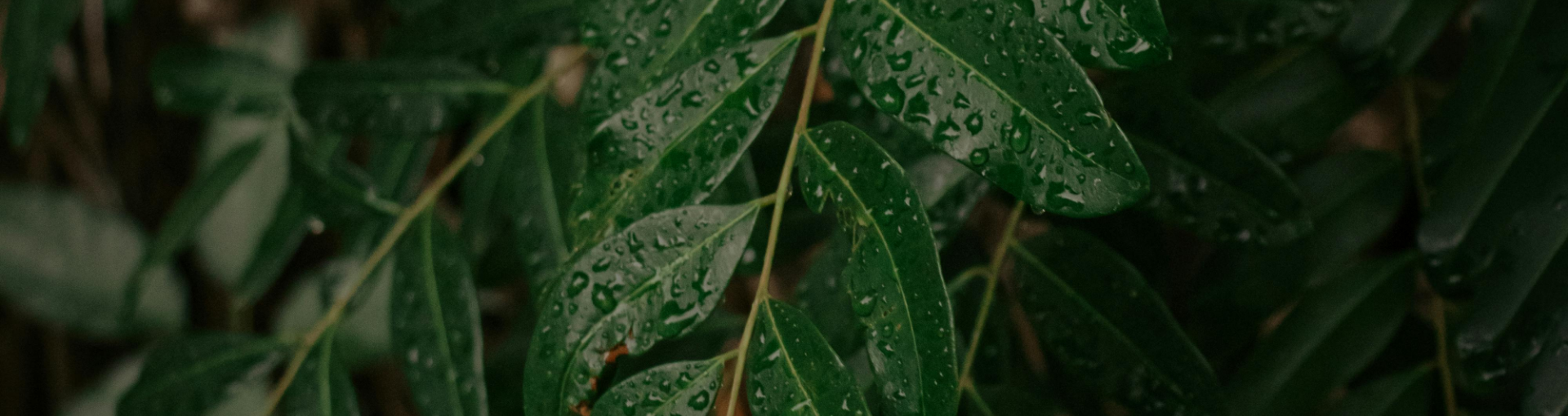 Green leaves with water droplets on them.