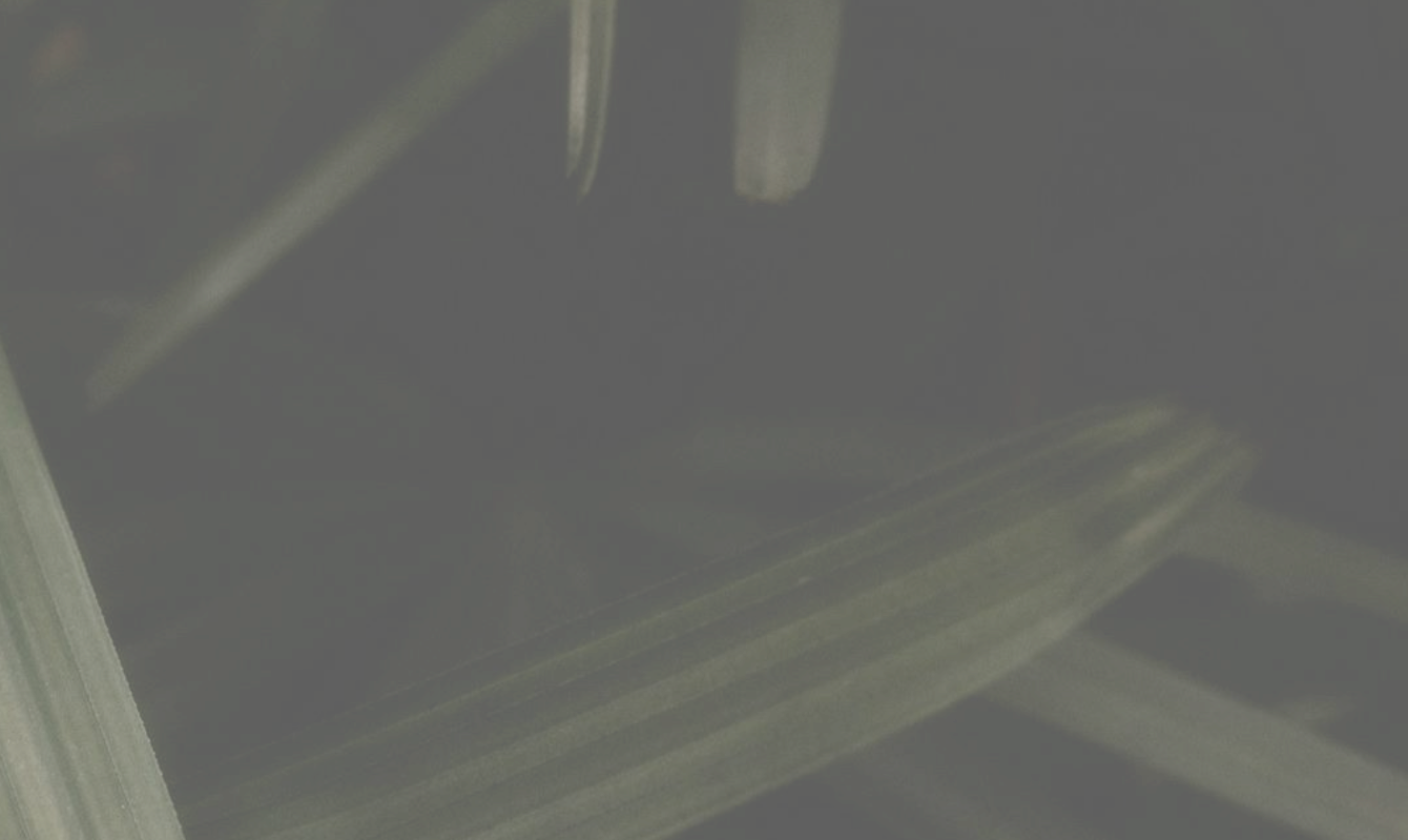 Close-up of a dark, blurry indoor scene with indistinct objects and structures.