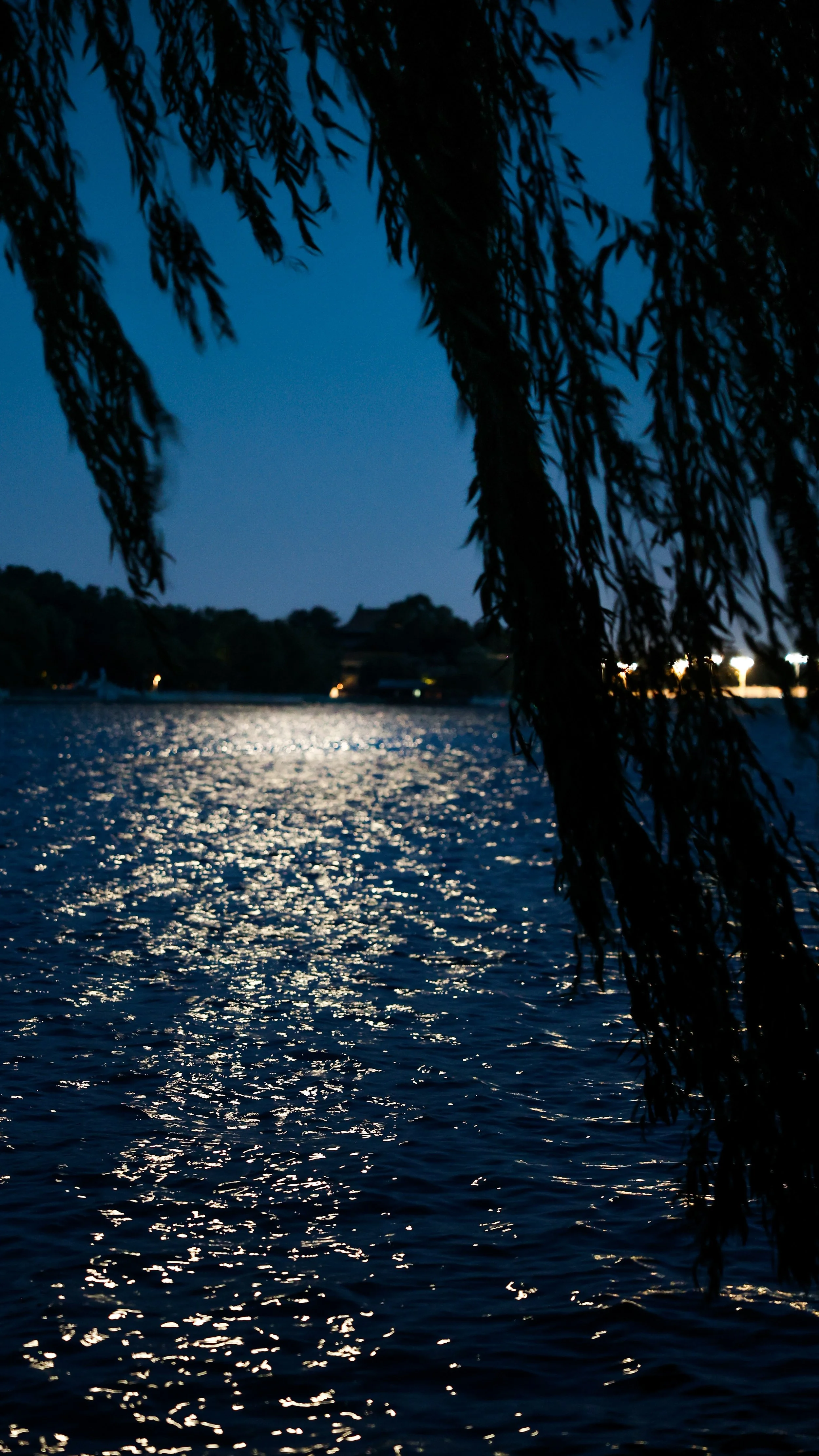 Nighttime scene of a river with reflections of lights, framed by the silhouette of tree branches hanging down.