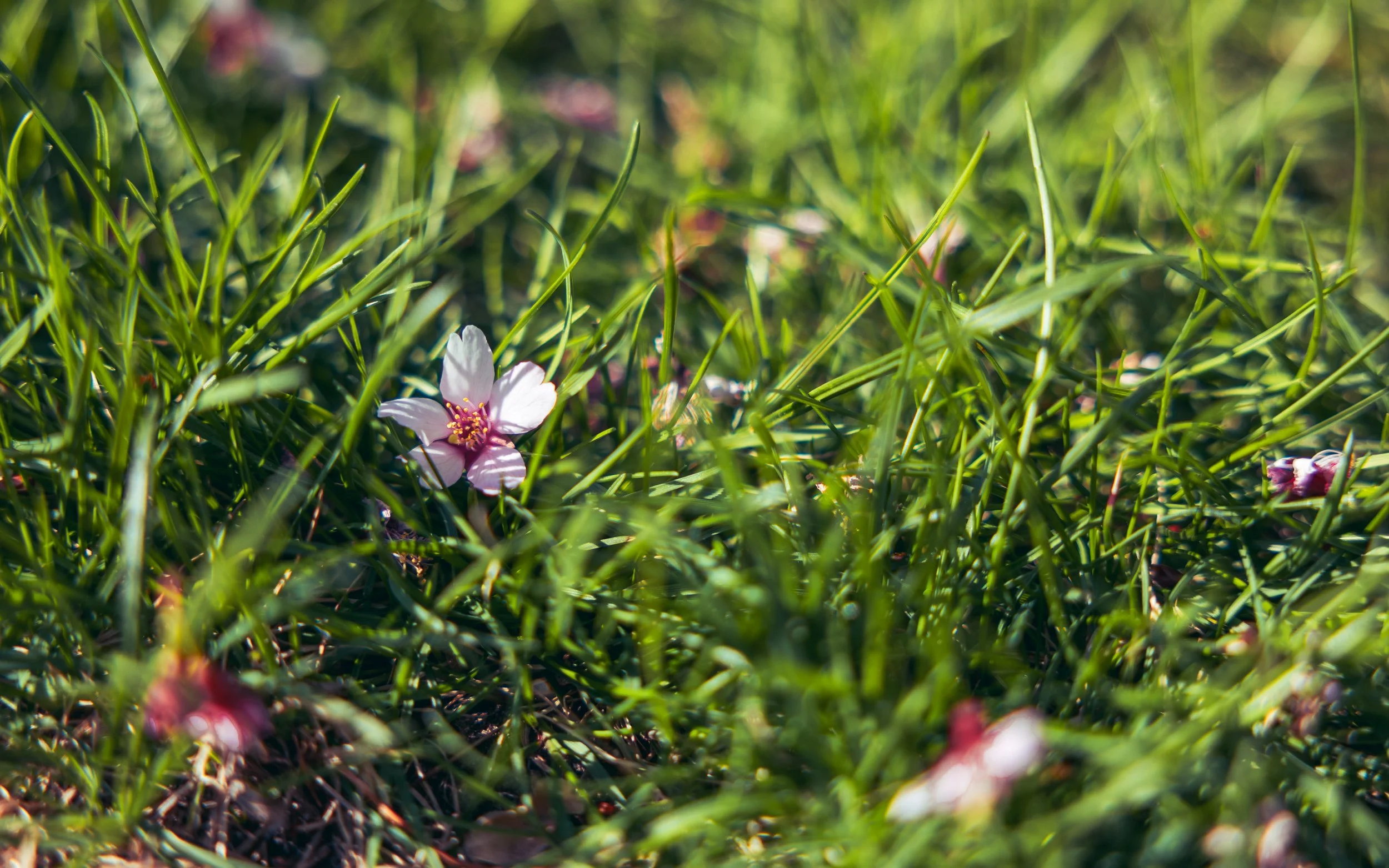 Close-up of small pink and white flowers with yellow stamens growing amidst green grass on a sunny day.