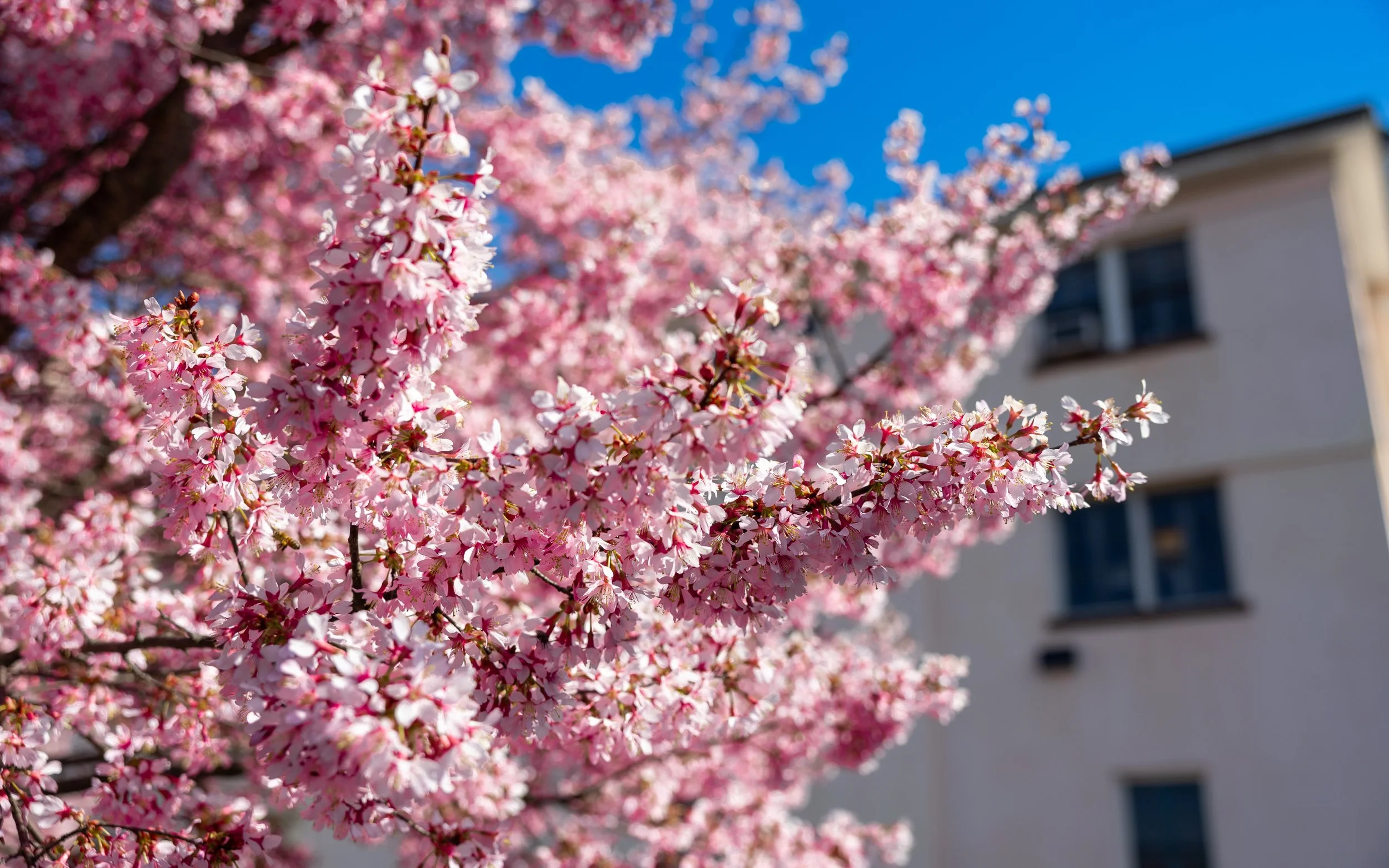 Close-up of pink cherry blossoms on a tree branch against a blue sky, with a blurred white building in the background.