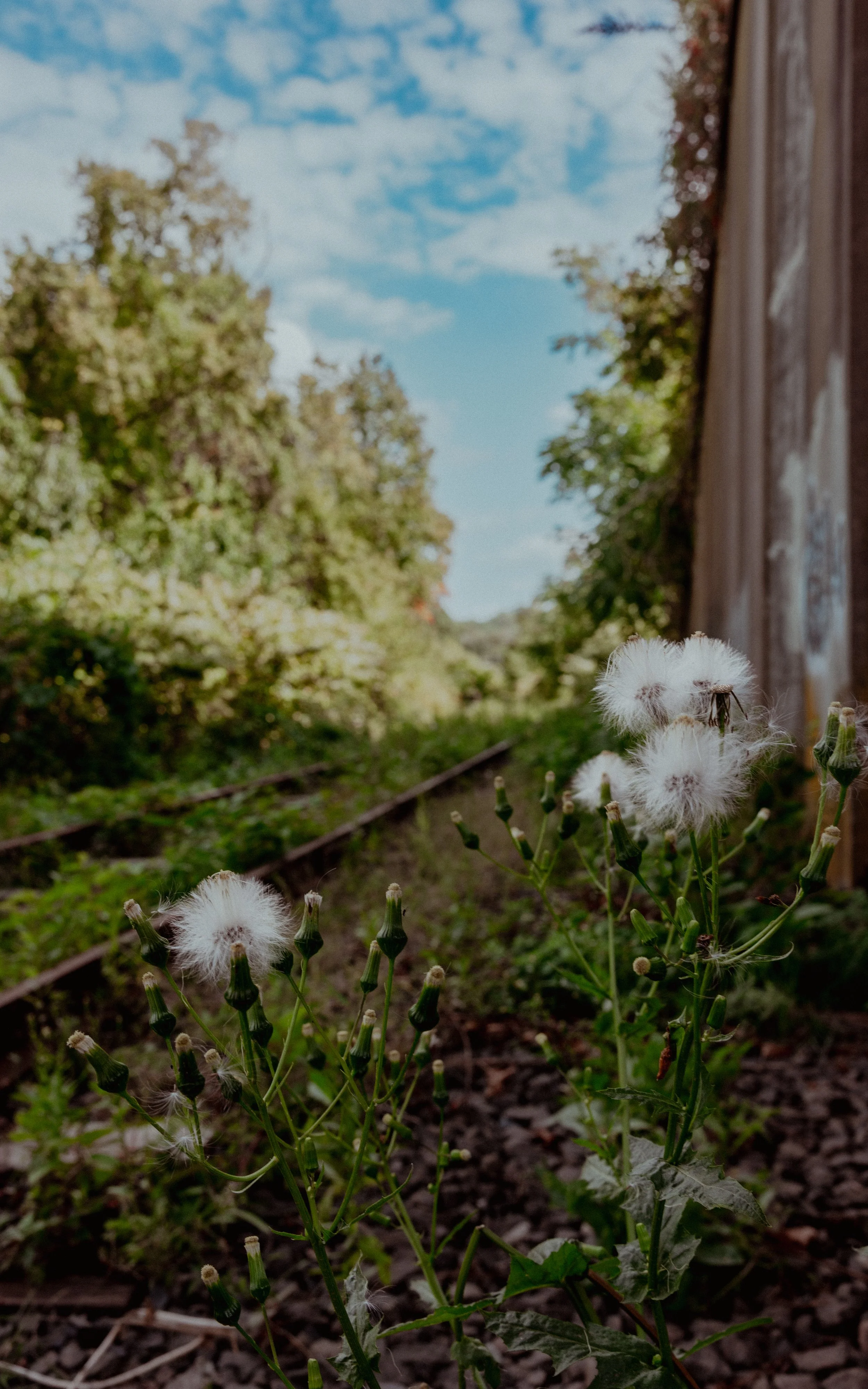 White fluffy dandelion seed heads growing alongside an old train track with green trees and a blue sky in the background.