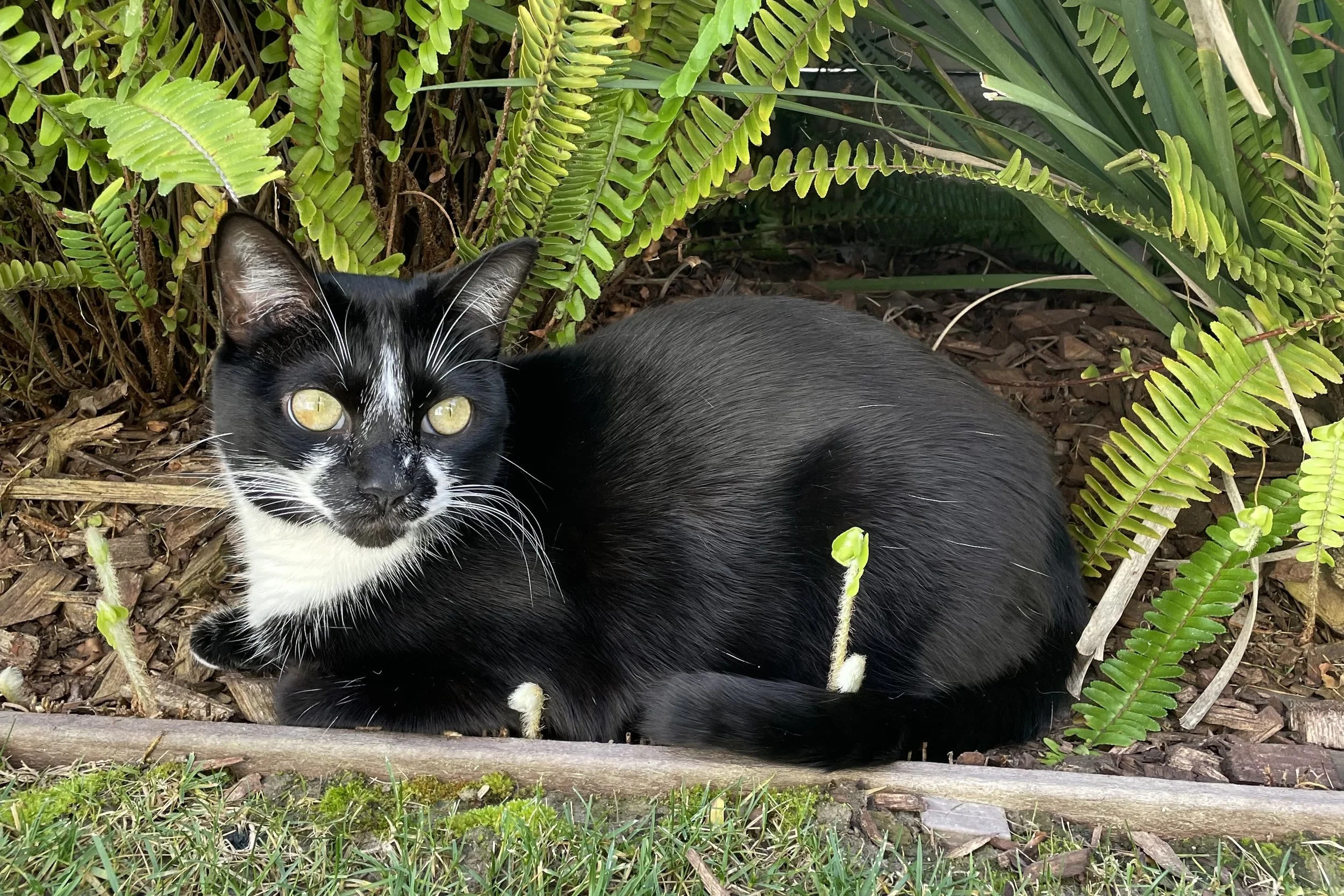 Black and white cat in the bushes