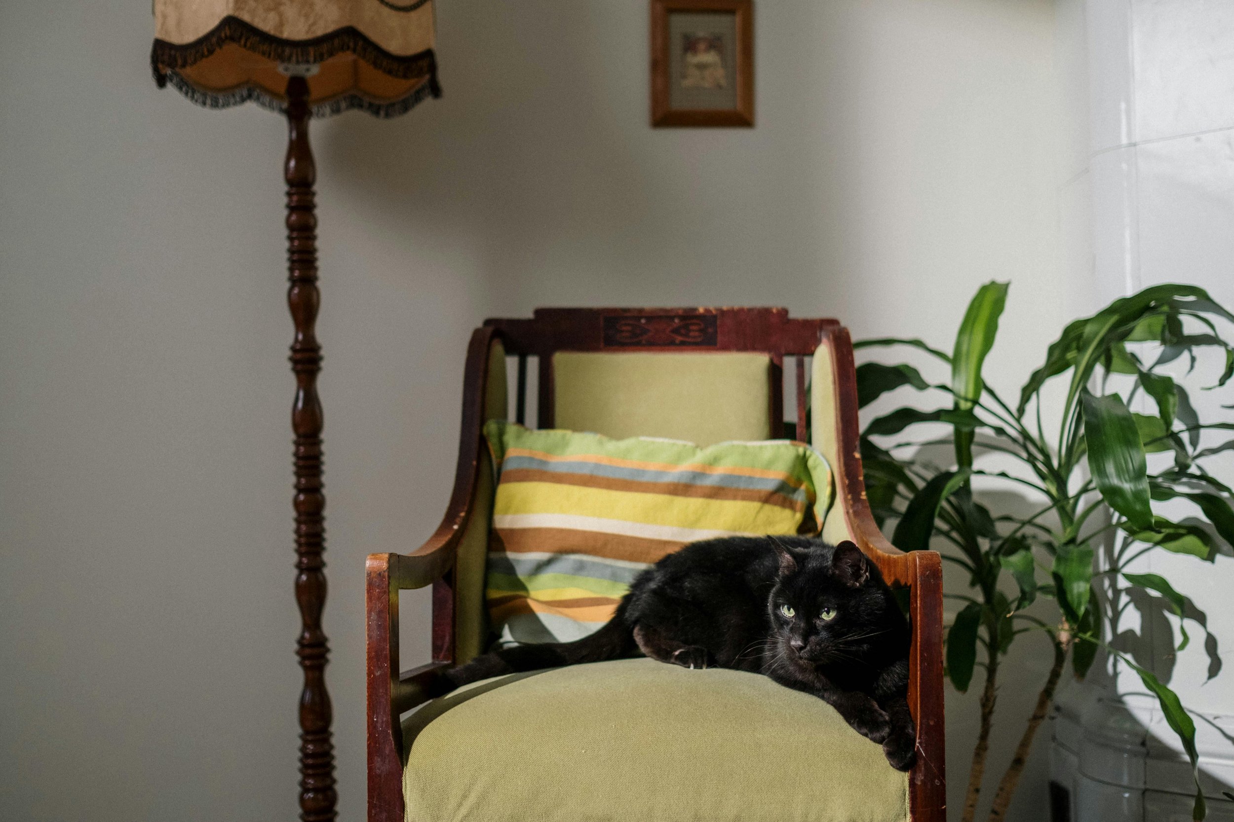Black cat sitting in yellow-green armchair with a lamp on the left by Cottonbro Studio.