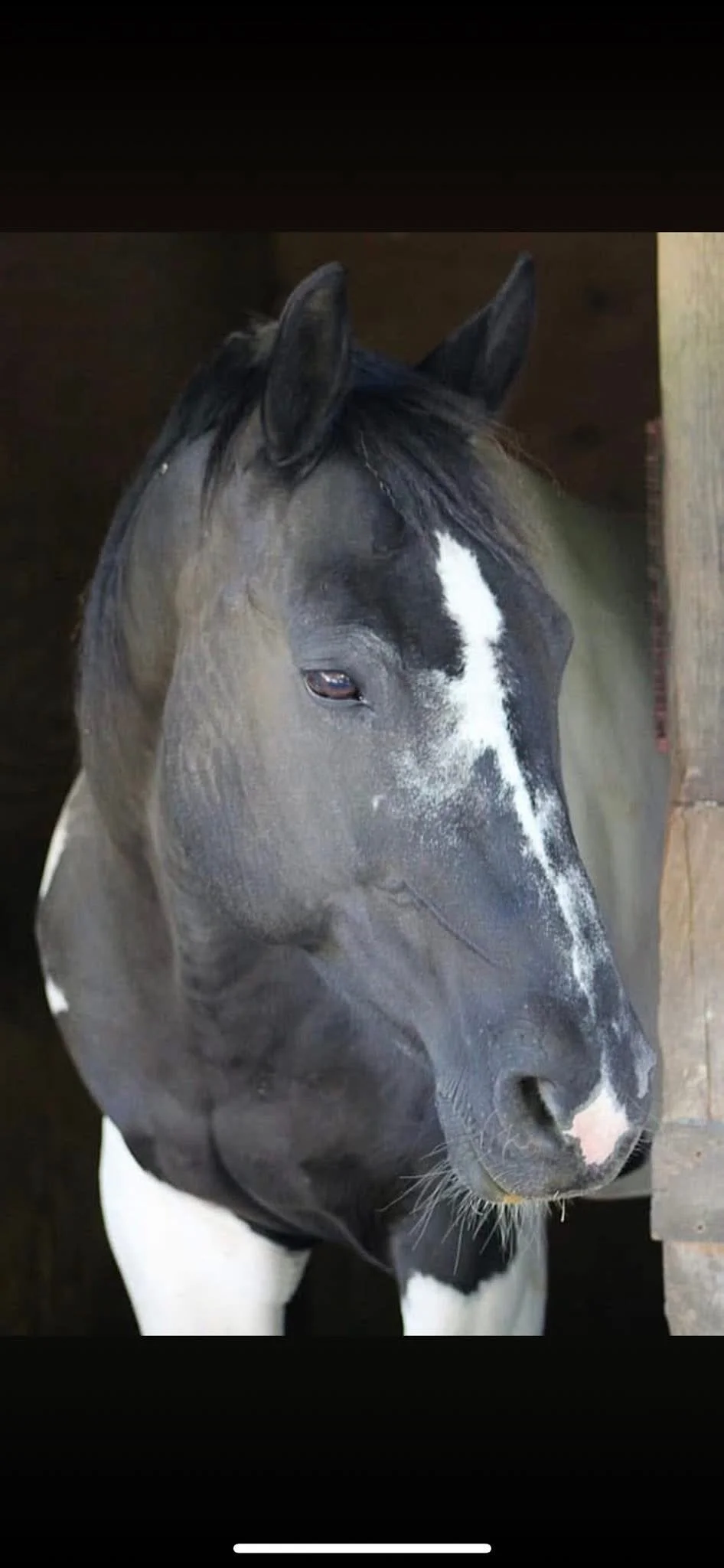 Close-up of a black and white horse inside a stable, looking out from the stall