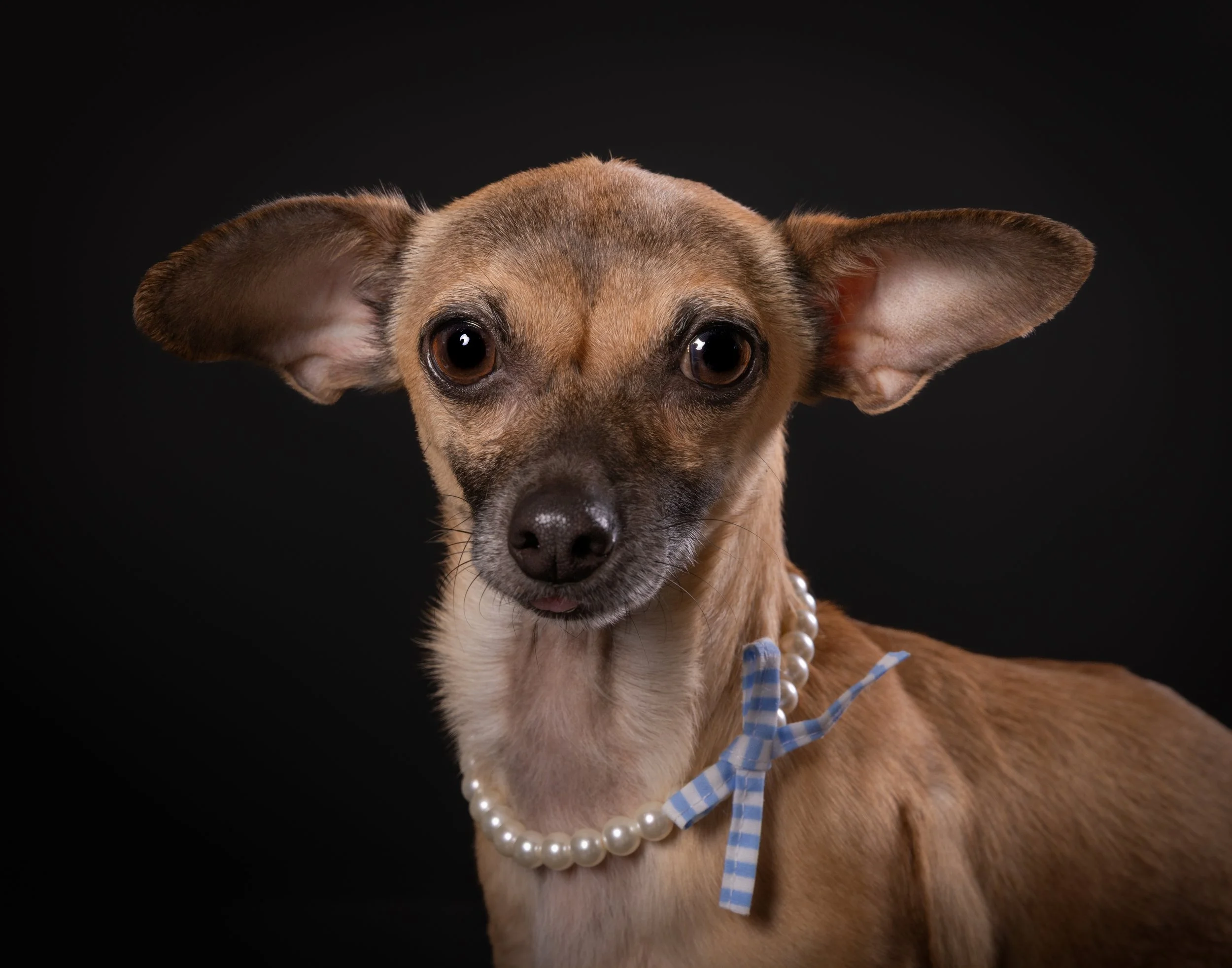 A small tan dog with large ears wearing a pearl necklace and a blue and white striped bow, against a black background.