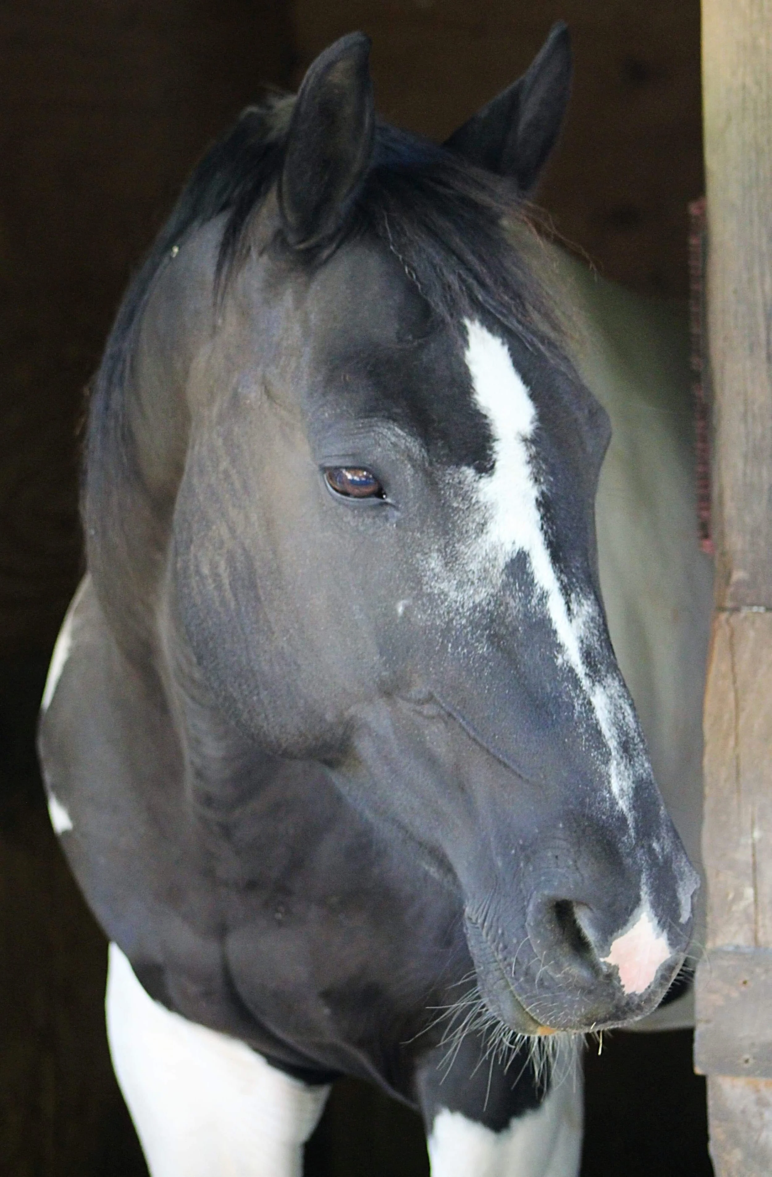 Close-up of a black horse with a white stripe on its face, standing in a stable.