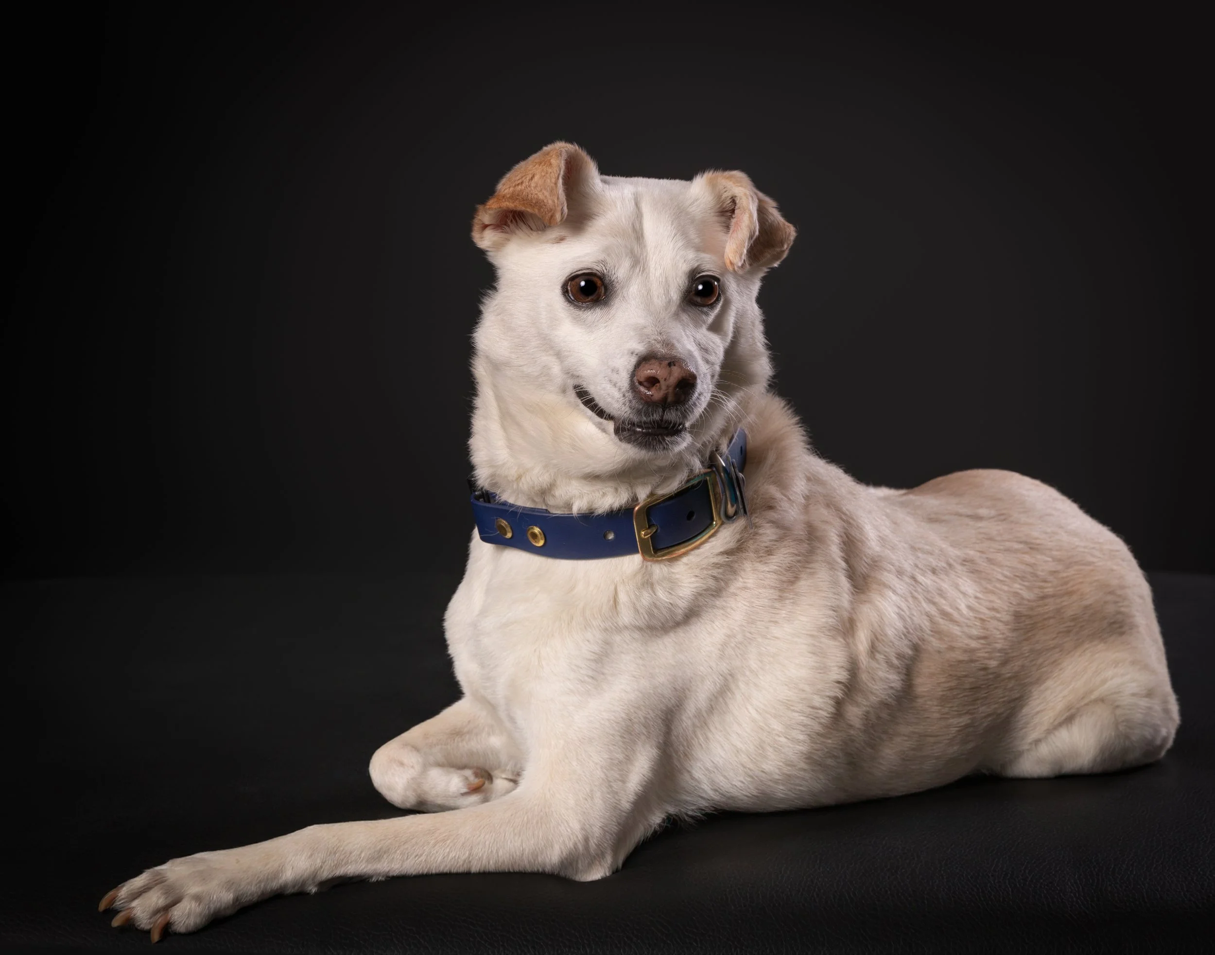 Portrait of a light-colored dog with brown ears lying on a black surface with a black background, wearing a blue collar.