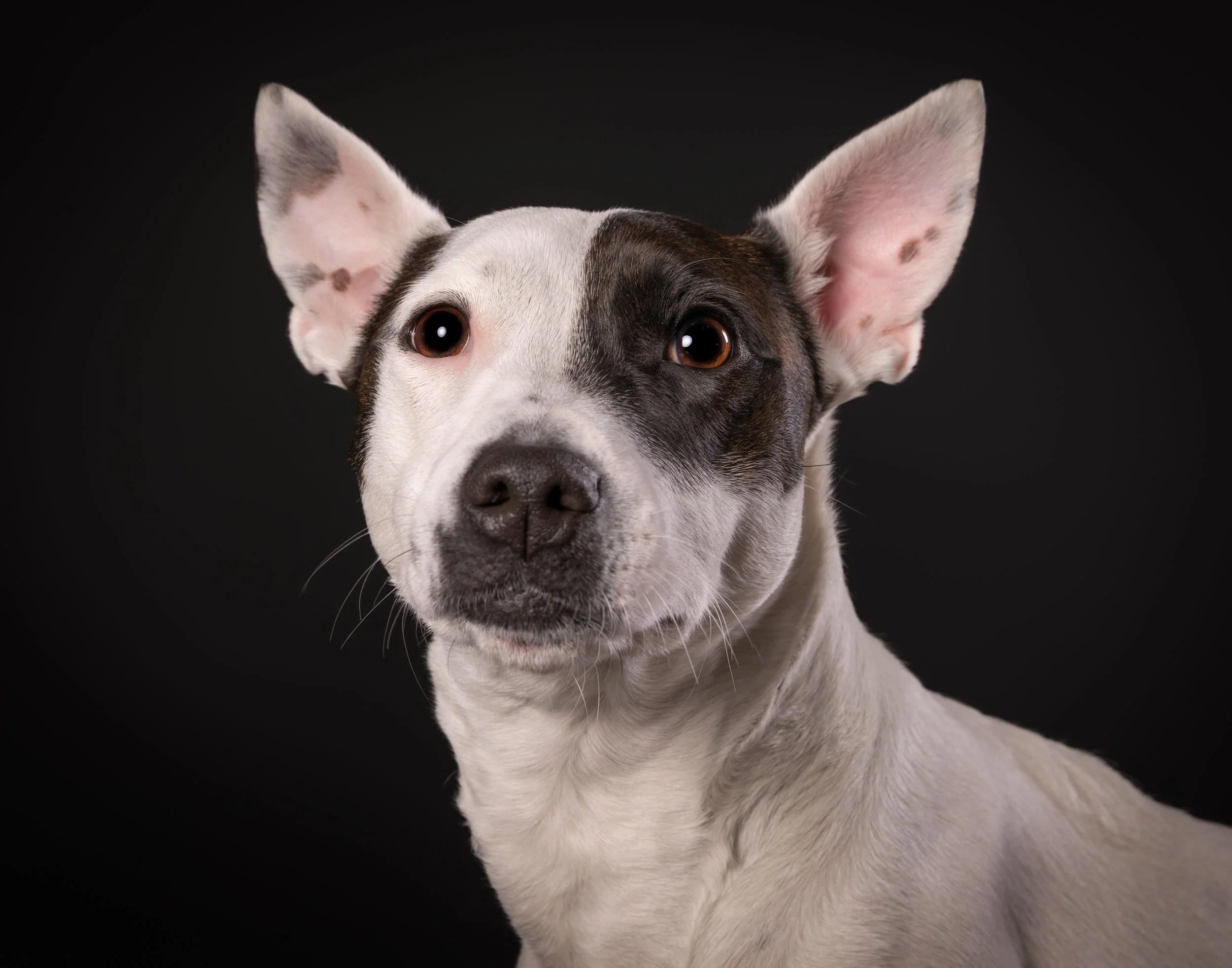 Close-up of a dog with a split face coloring, large ears, and dark eyes against a black background.
