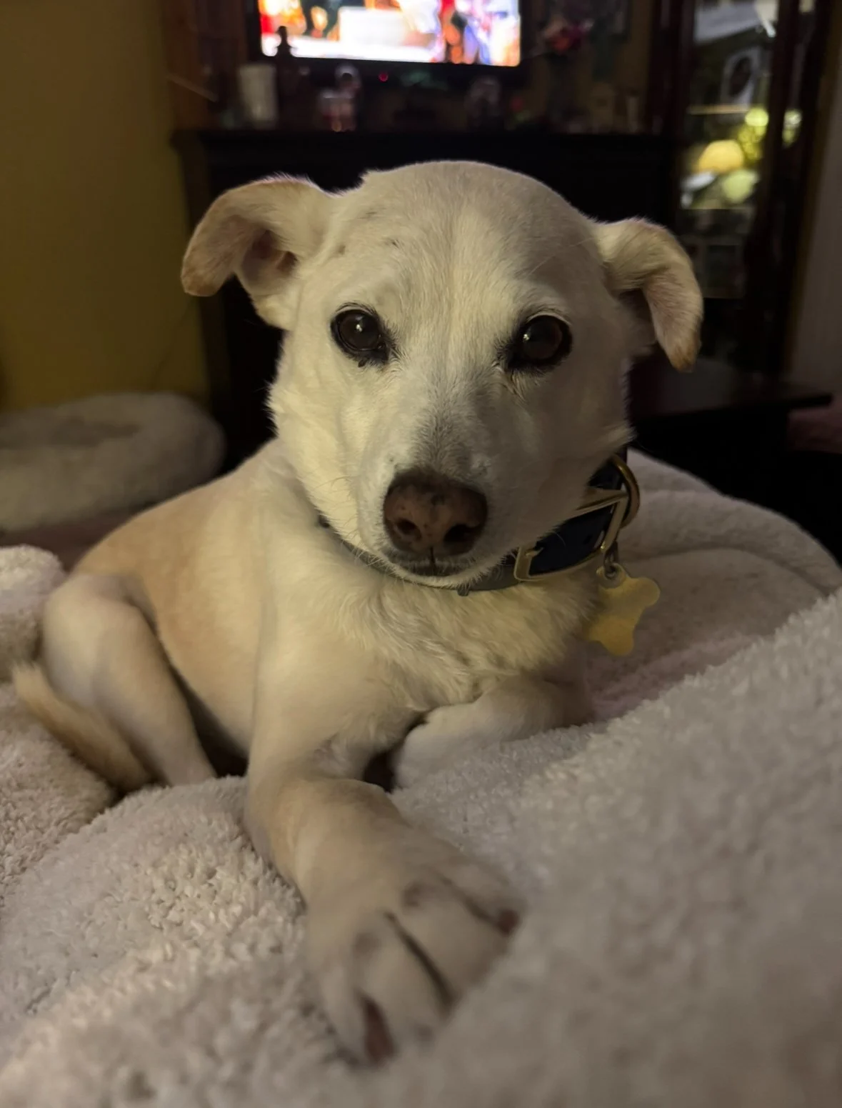 A small cream-colored dog with dark eyes and a black nose, sitting on a soft blanket in a cozy indoor setting, with a television in the background.