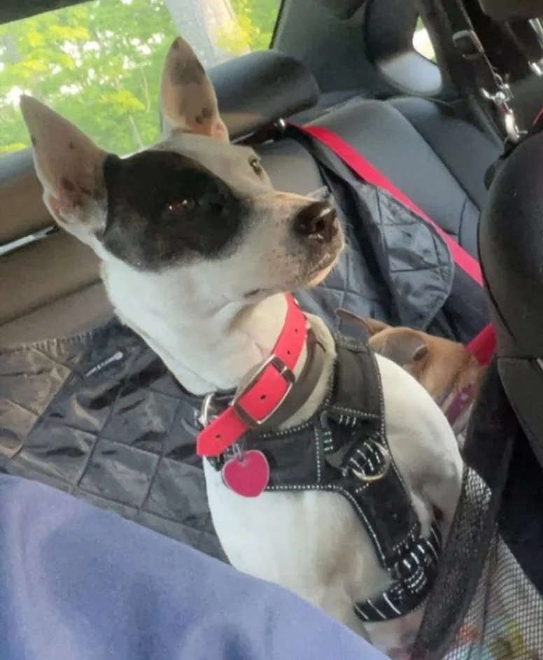 A black and white dog sitting in the backseat of a car, wearing a pink collar, with another smaller dog partially visible behind it.