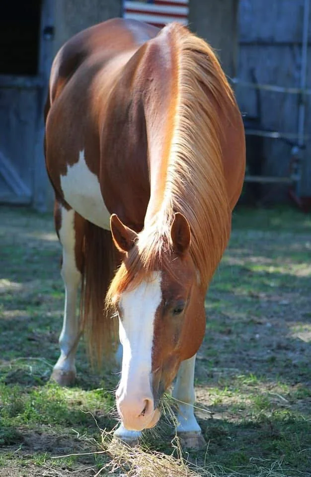 A brown and white horse grazing on grass in a farm yard.