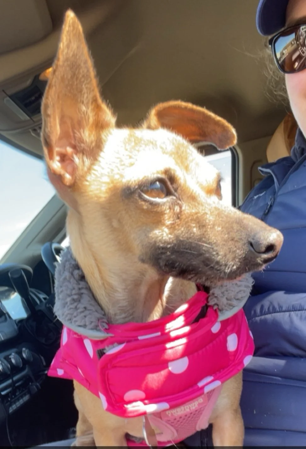 A portrait of a dog with tan fur, one ear up and the other flopped, wearing a pink polka dot harness, sitting inside a vehicle next to a woman with glasses and a blue jacket.