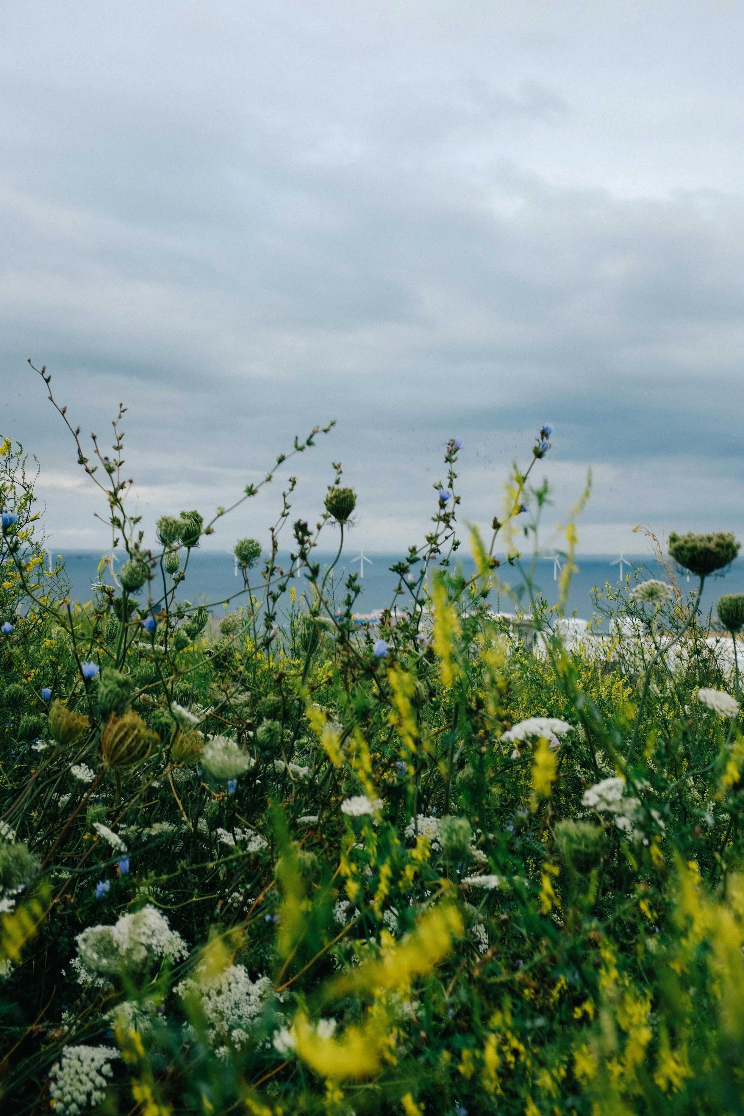 Close-up view of wildflowers and greenery on a hillside with the ocean and wind turbines in the background under a cloudy sky.