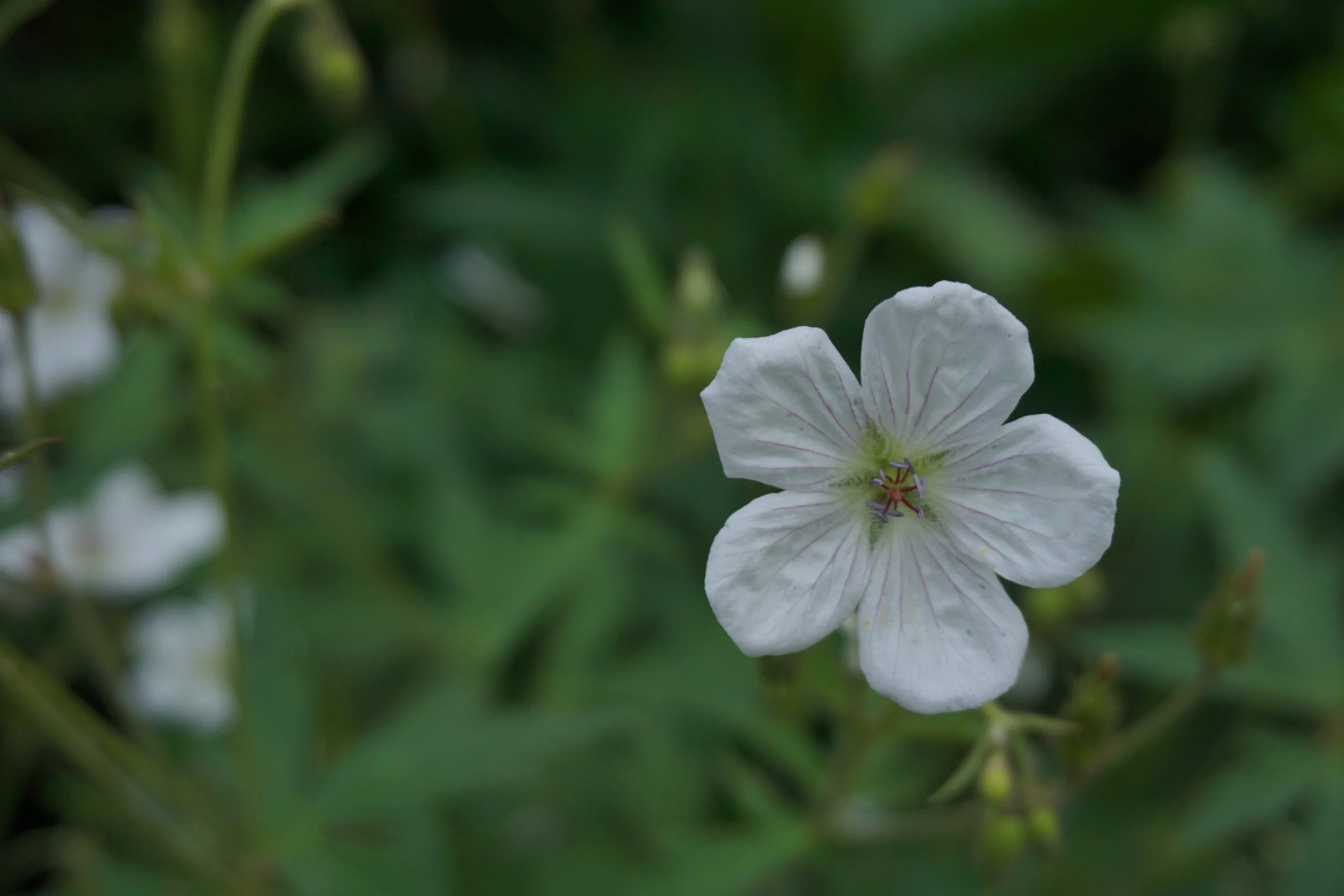 A close-up of a white flower with purple veins on its petals, against a blurred green background of leaves and stems.